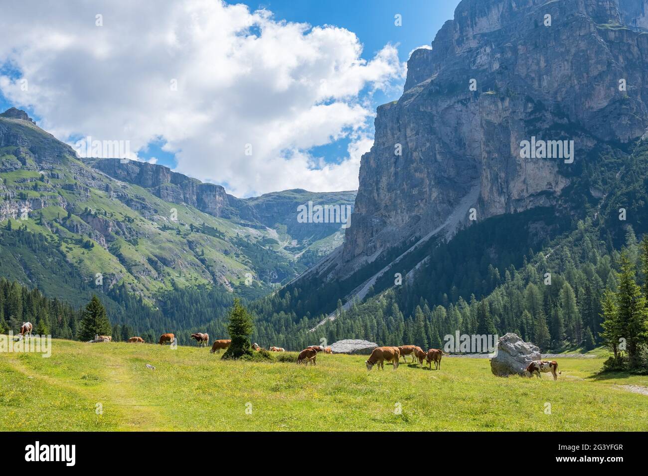 Meadow in the Alps with grazing cows in the valley Stock Photo - Alamy