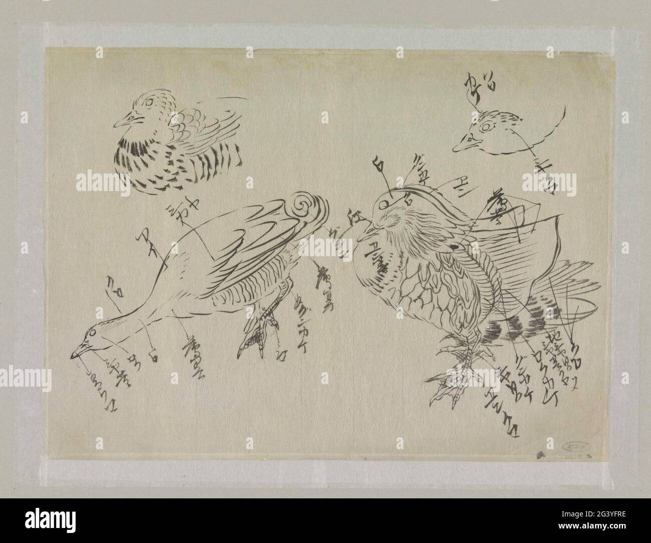 Duck Study Sketch sheet with duck studies Stock Photo - Alamy