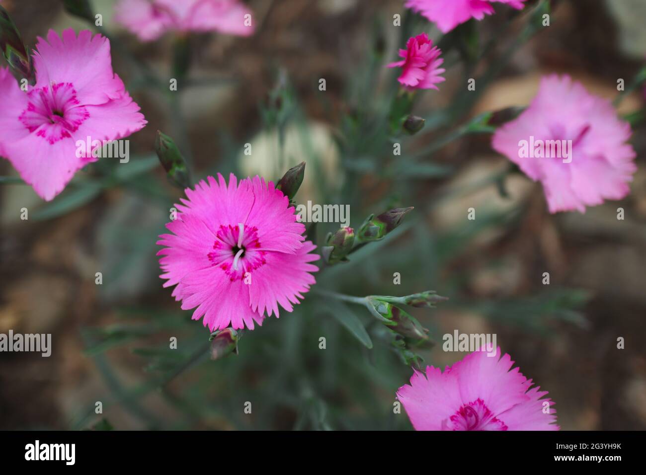 Dianthus Plumarius in Spring Garden. Common Pink, Garden Pink, or Wild Pink is a species of Flowering Plant in the Family Caryophyllaceae. Stock Photo