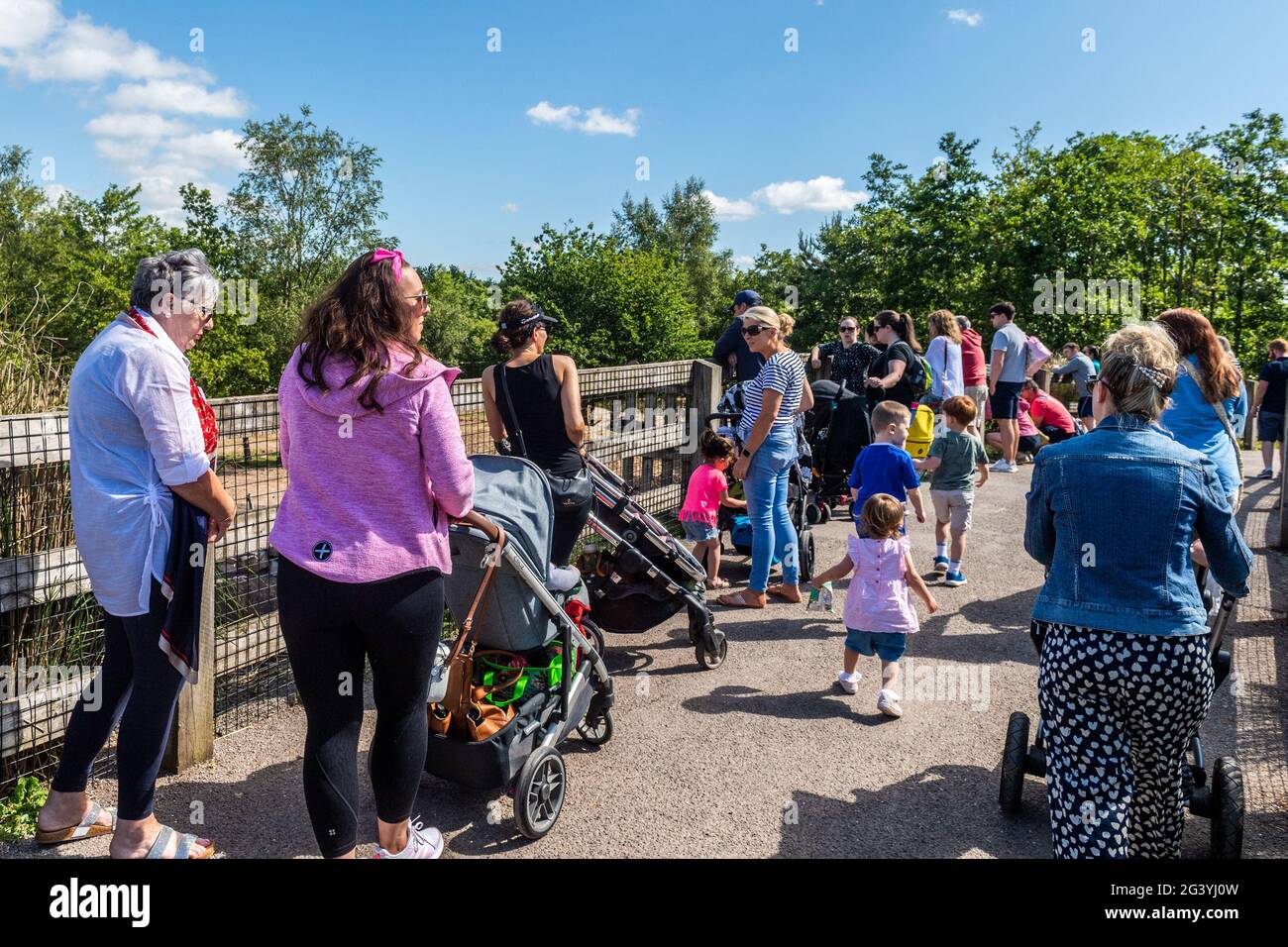Cobh, County Cork, Ireland. 18th June, 2021. The sunny weather brought out lots of visitors to Fota Wildlife Park in Co. Cork today. Credit: AG Newds/Alamy Live News. Stock Photo