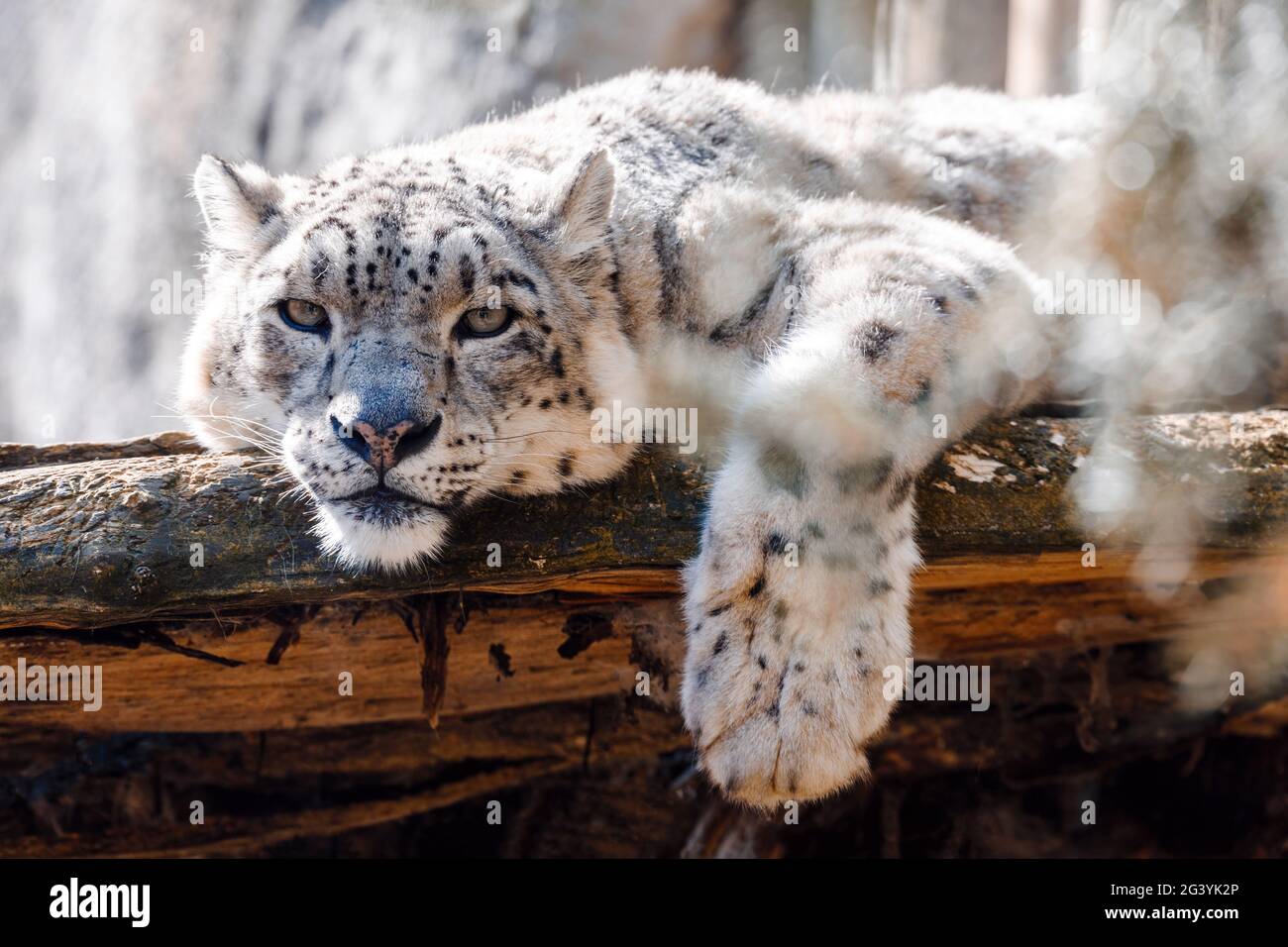 Cat snow leopard - Irbis, Uncia uncia Stock Photo