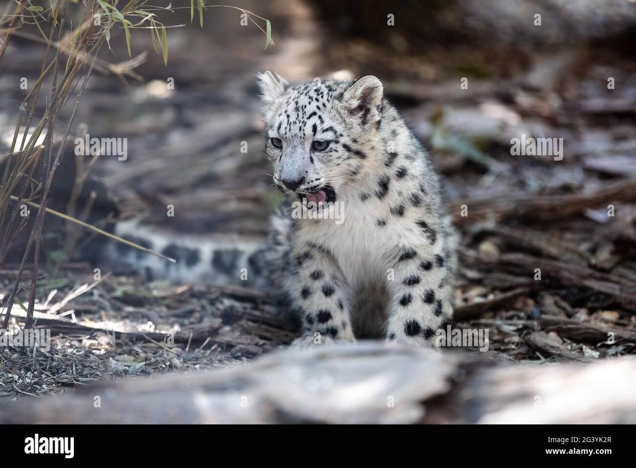 Cute kitten of Snow Leopard cat, Irbis Stock Photo