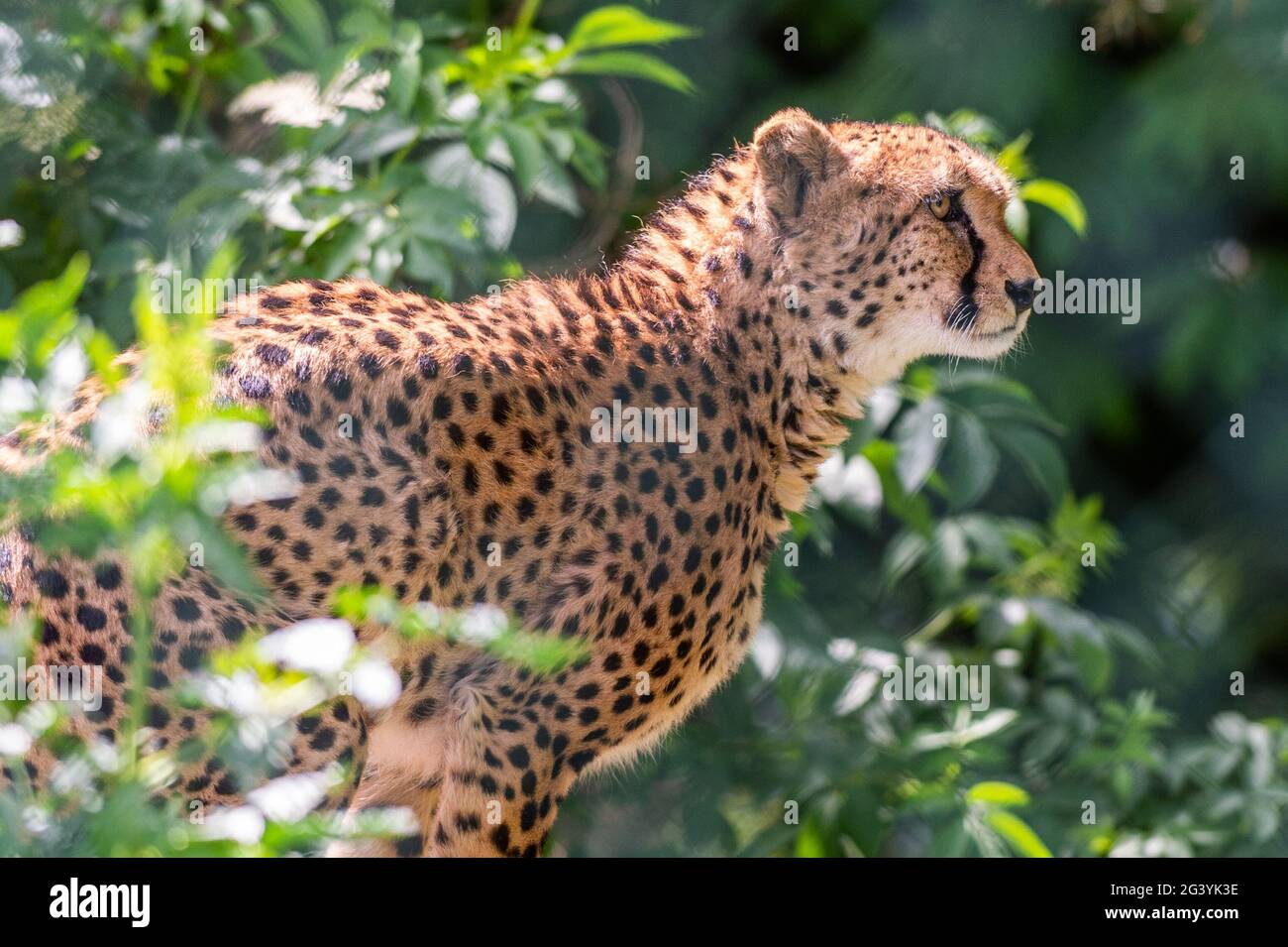 Cobh, County Cork, Ireland. 18th June, 2021. The sunny weather brought out lots of visitors to Fota Wildlife Park in Co. Cork today. The cheetahs were enjoying the sun. Credit: AG News/Alamy Live News Stock Photo