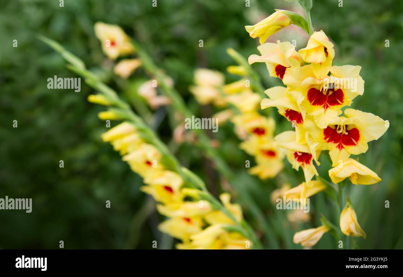 Beautiful red and yellow gladiolus flower in the garden Stock Photo