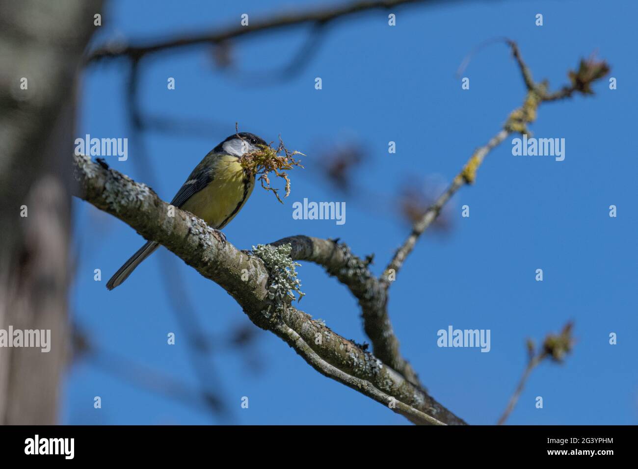 Great tit with nesting material in beak on a branch Stock Photo