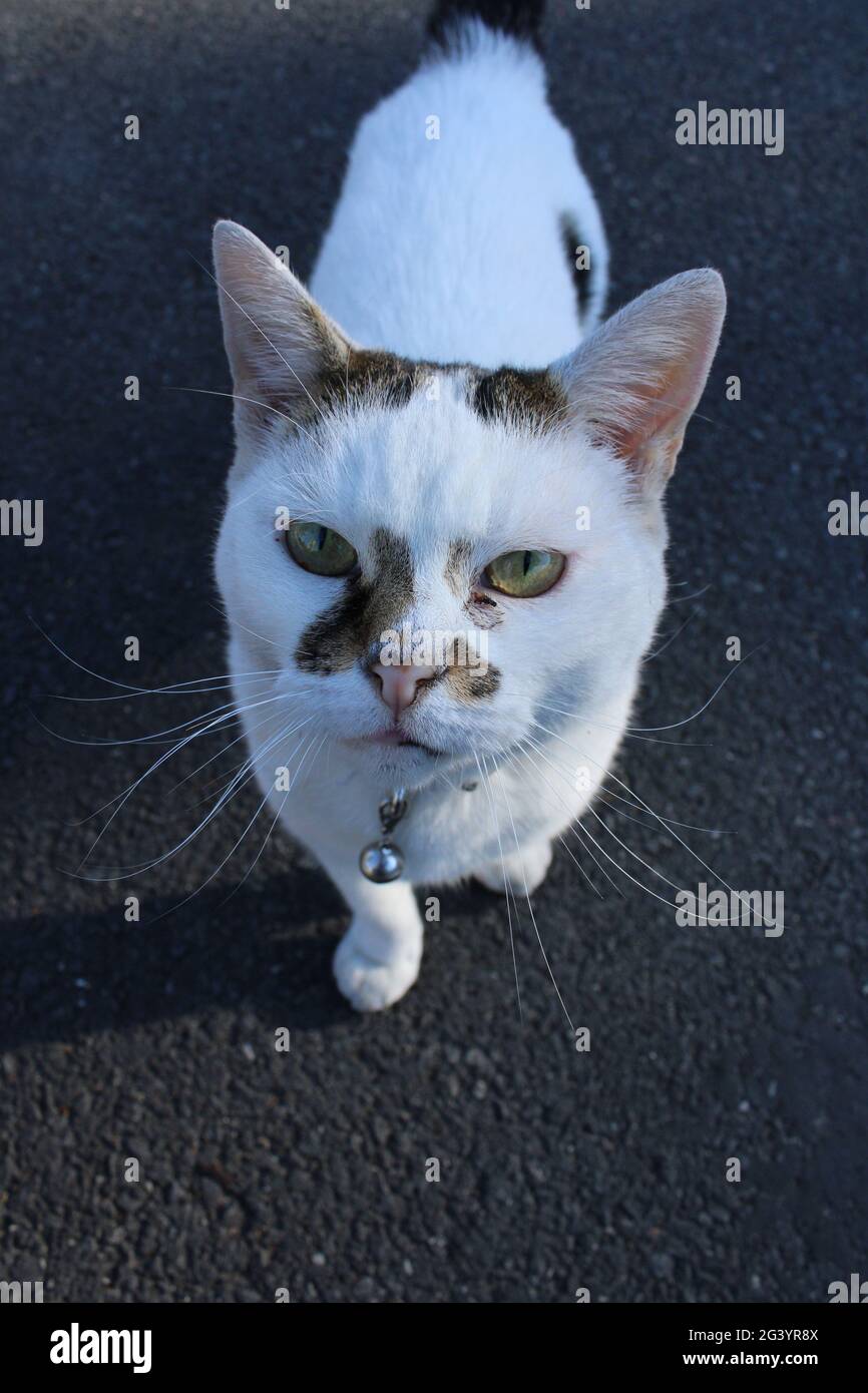 Animal welfare concept, vey thin and angry white tortoiseshell cat on a dark background with copy space Stock Photo
