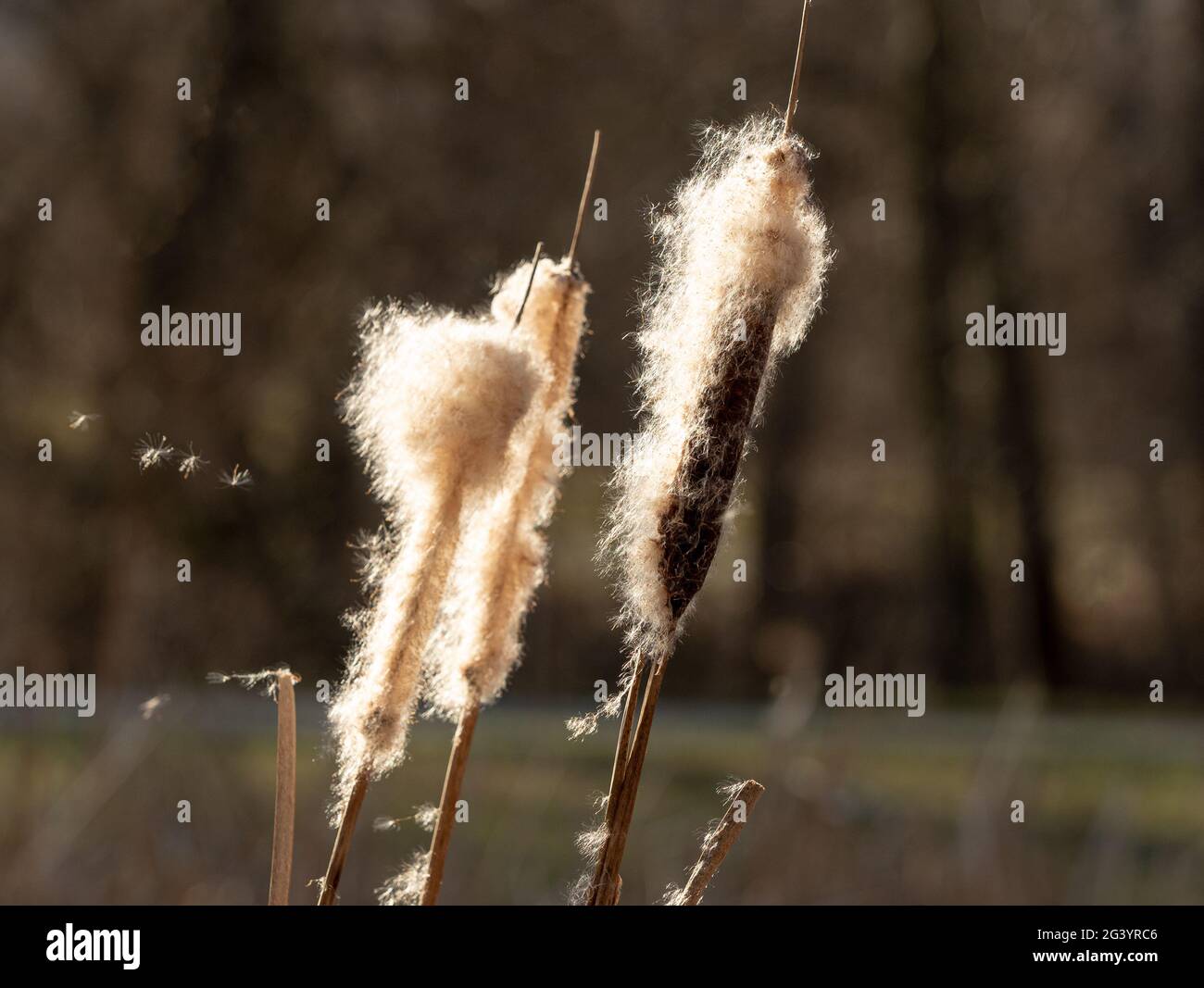Jena Reeds Jena lobeda hi-res stock photography and images - Alamy