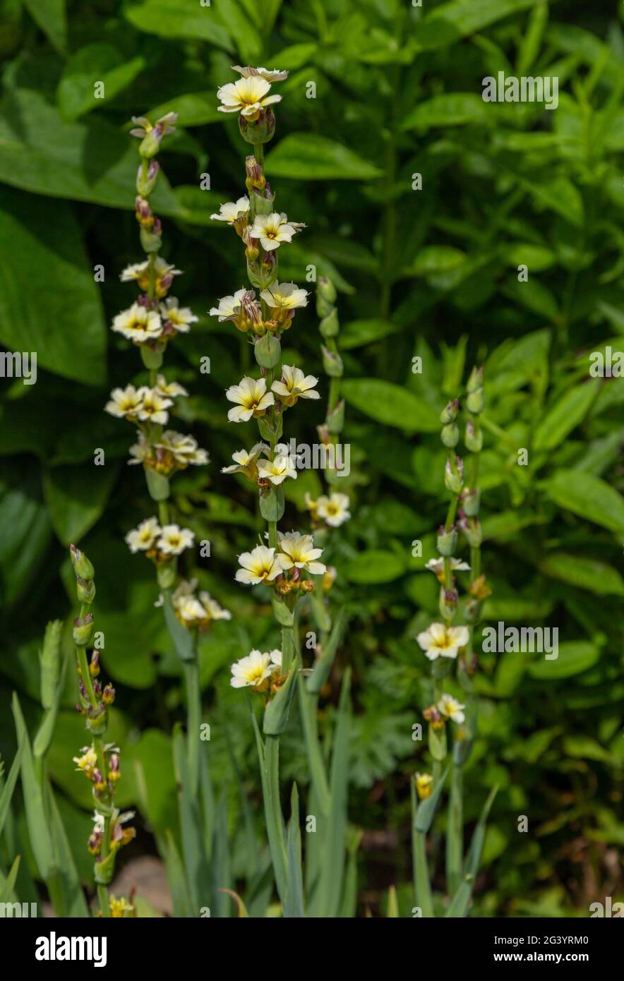 Sisyrinchium striatum - pale yellow eyed grass. Stock Photo