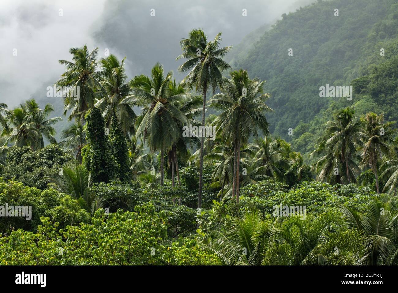 Tahiti french polynesia vegetation hi-res stock photography and images ...