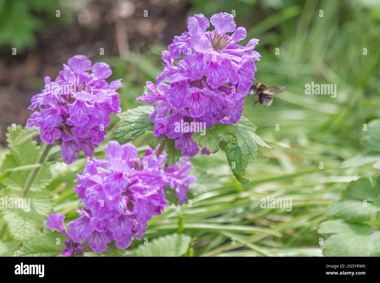 A bumble bee flying towards purple Phlox flowers. Stock Photo