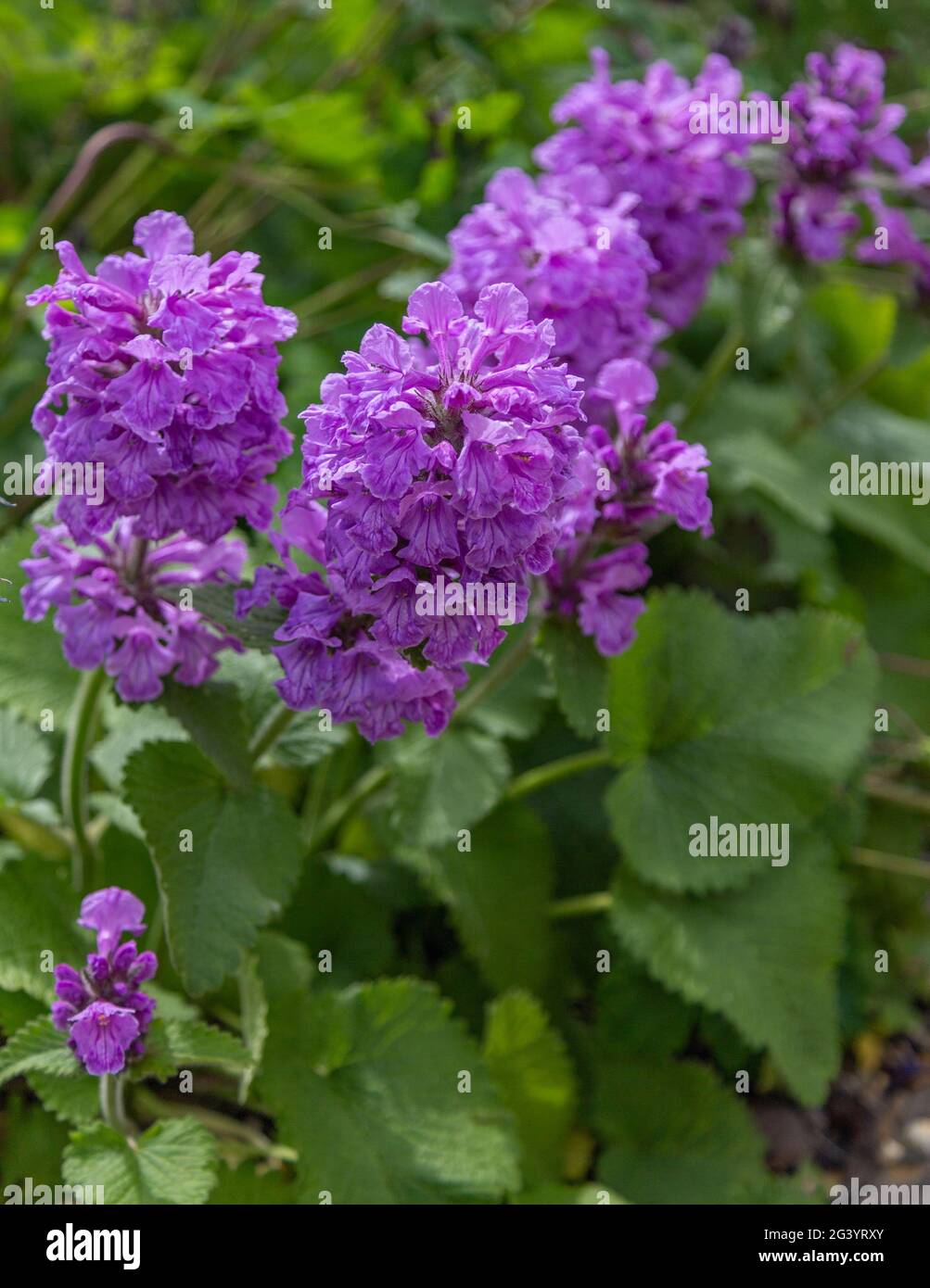 Purple Phlox flowers. Stock Photo