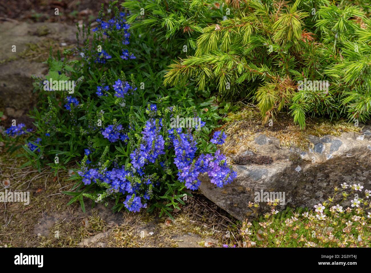 Lithodora Diffusa  'Grace Ward' in a Yorkshire rock garden. Stock Photo