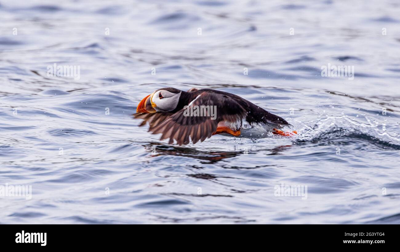 cute puffin in flight taking off from the surface of the sea on farne islands  boat trip northumbria uk Stock Photo