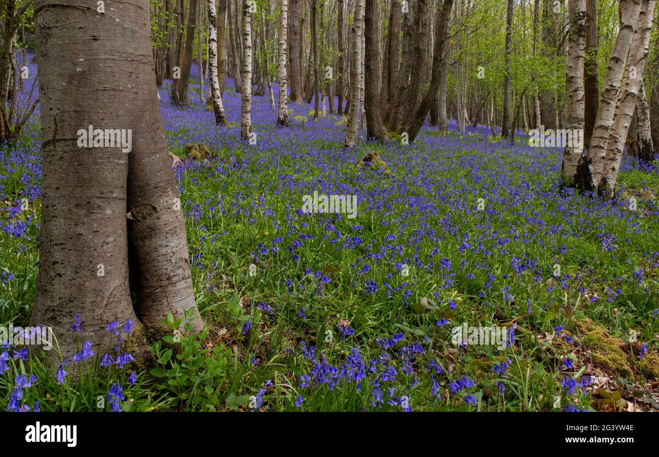 English Bluebell woodland Stock Photo