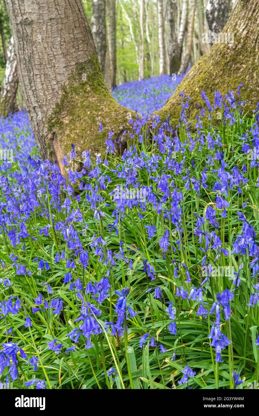 English Bluebell woodland Stock Photo