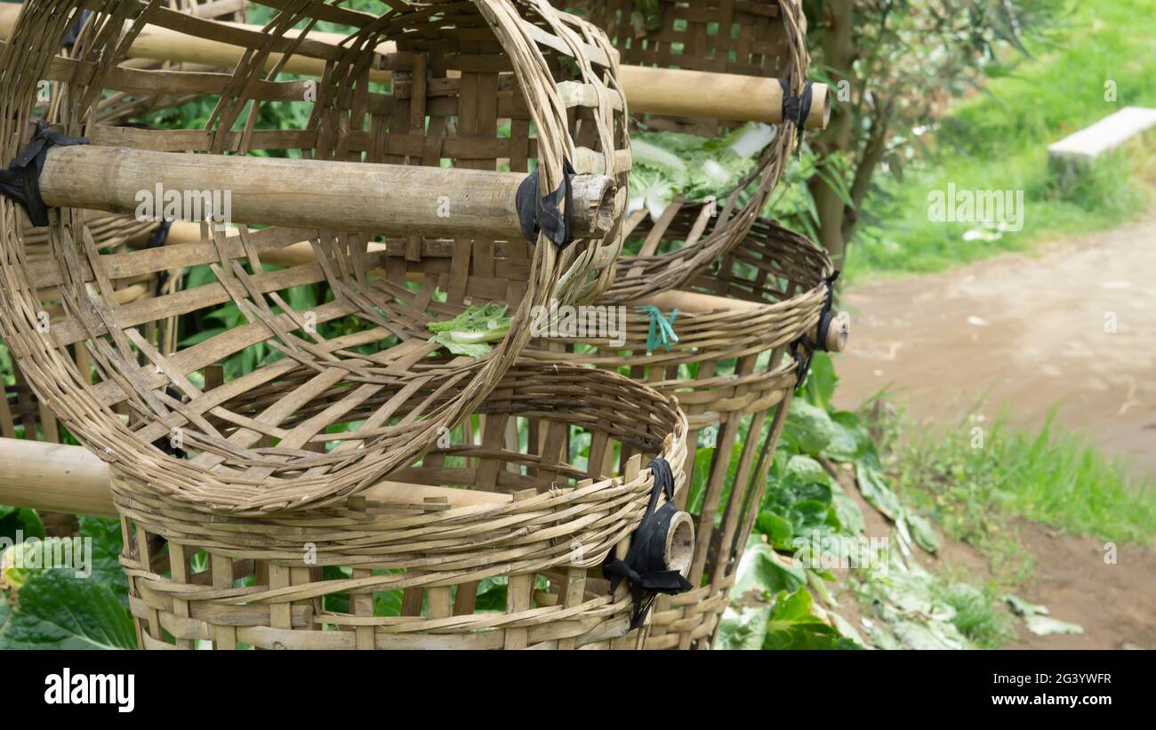 Indonesian Container made of bamboo for harvesting chicory Stock Photo