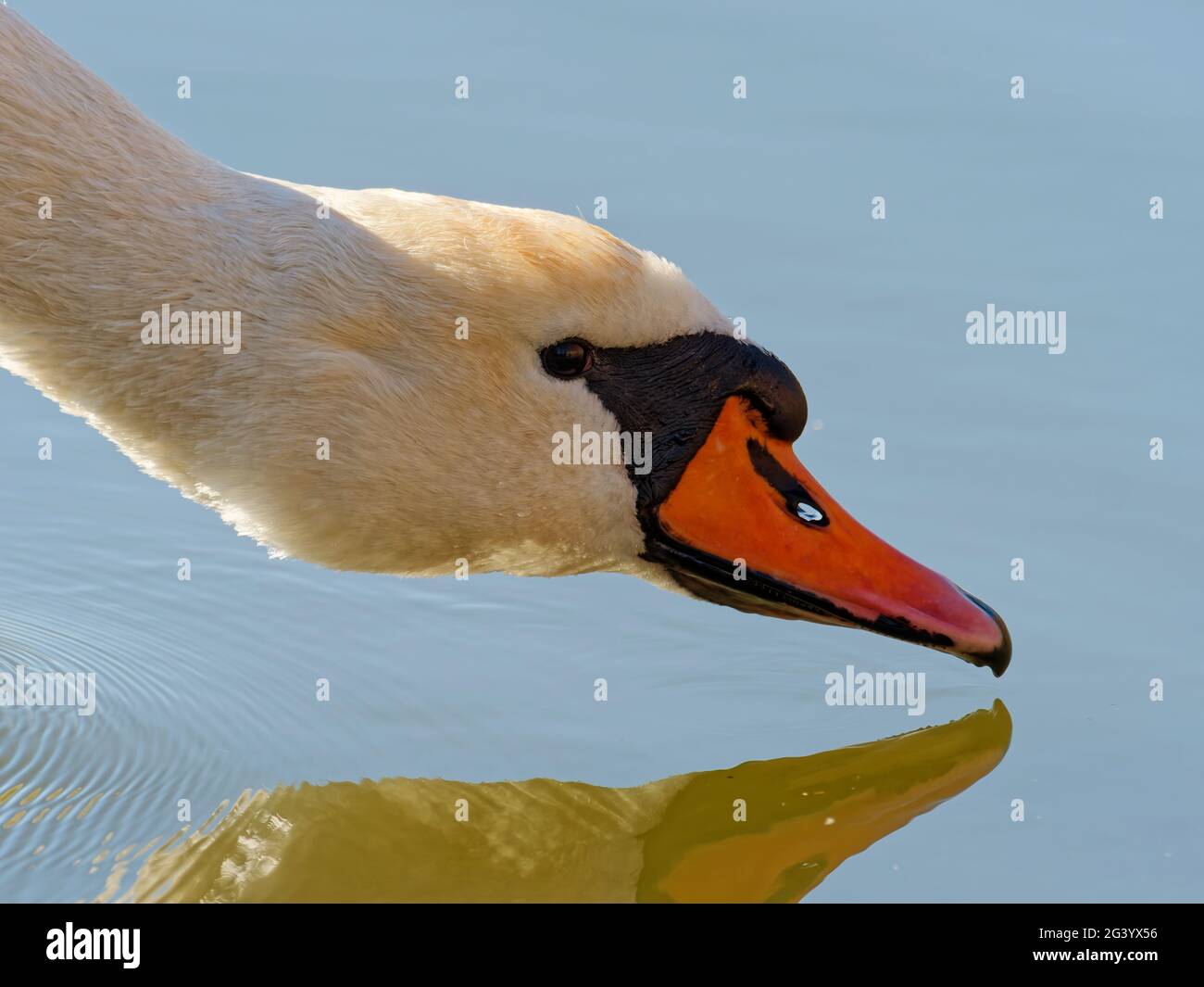 White swan swimming in pond hi-res stock photography and images - Alamy