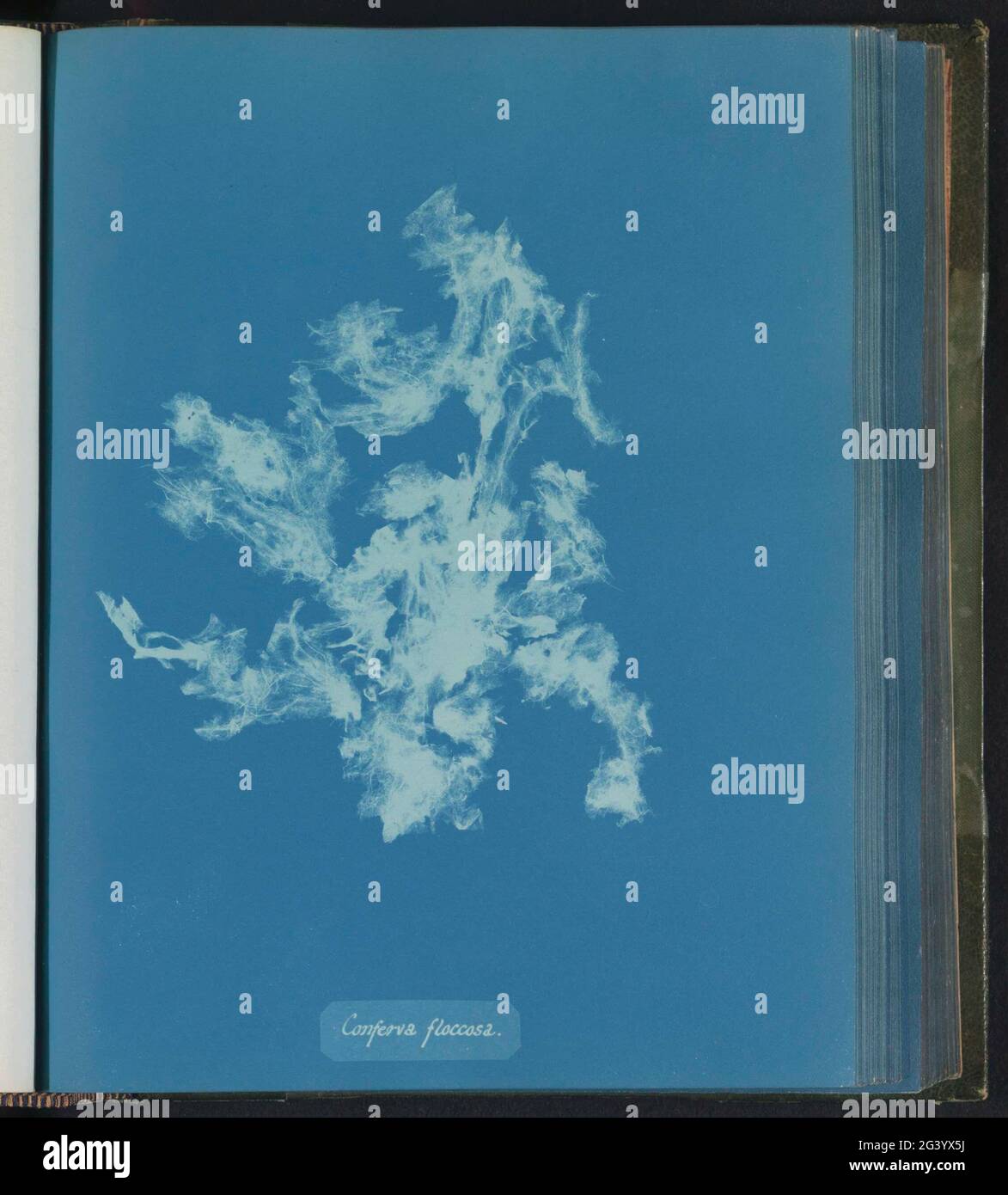 Conferva floccosa; Seaweed Stock Photo - Alamy