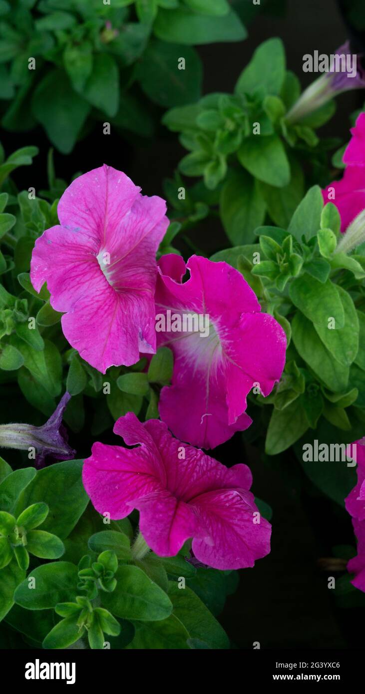Indonesian The very beautiful Tibouchina urvilleana (Flower Princess) is purple Stock Photo
