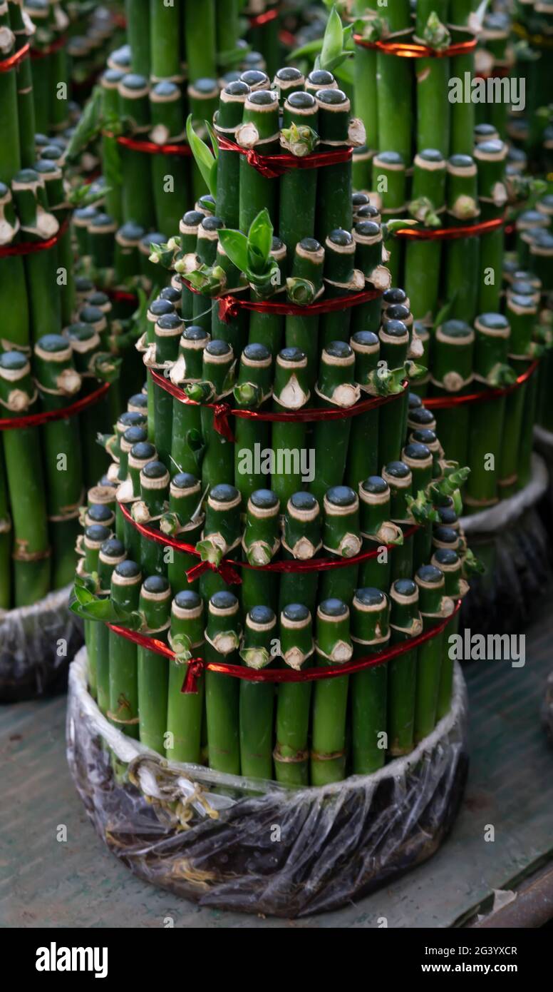 Indonesian Green bonsai bamboo for ornamental plants Stock Photo Alamy
