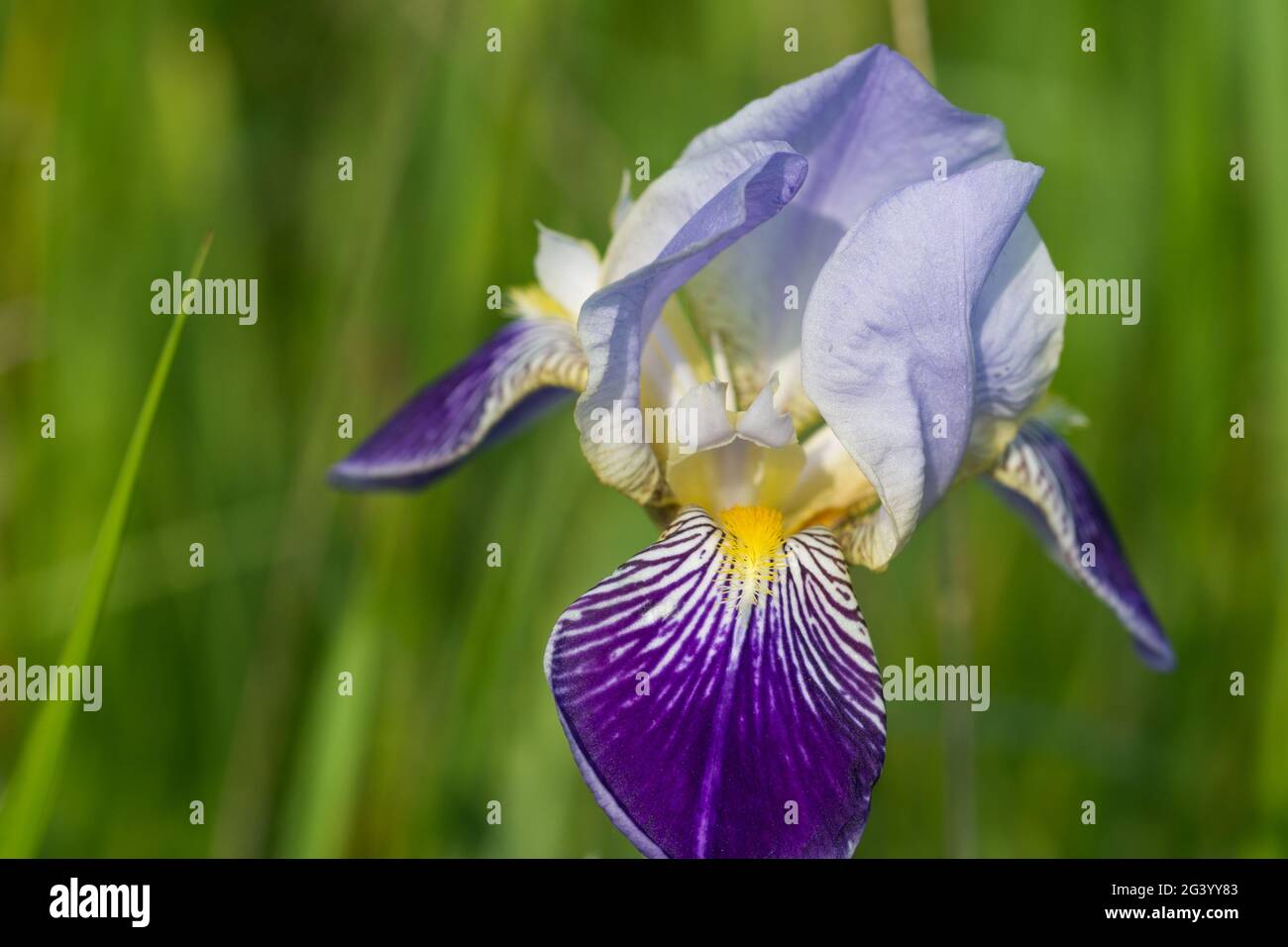 German bearded iris  flower closeup selective focus on sunny day Stock Photo
