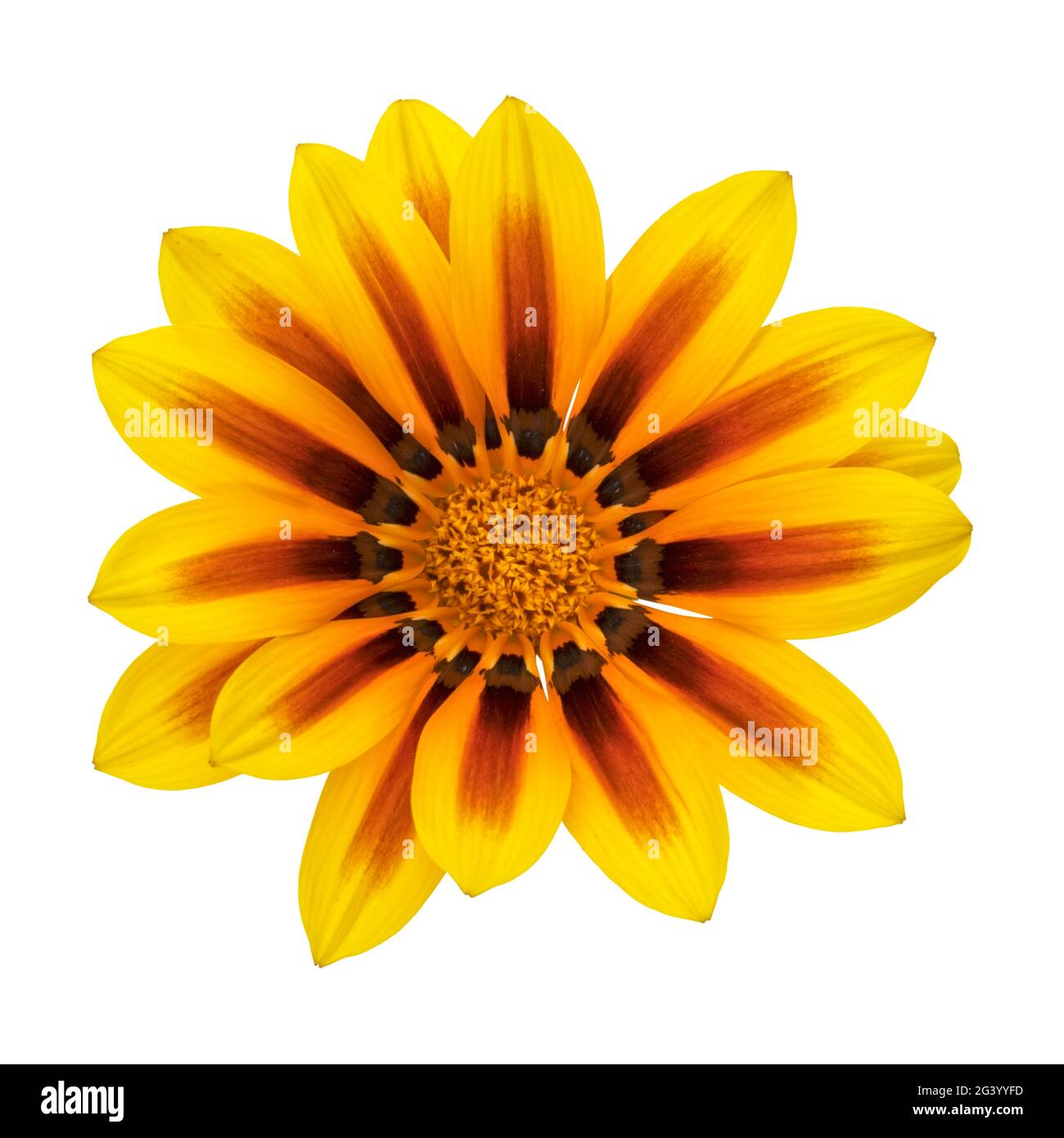 Yellow Gazania rigens flower head closeup, top view, isolated on white background Stock Photo