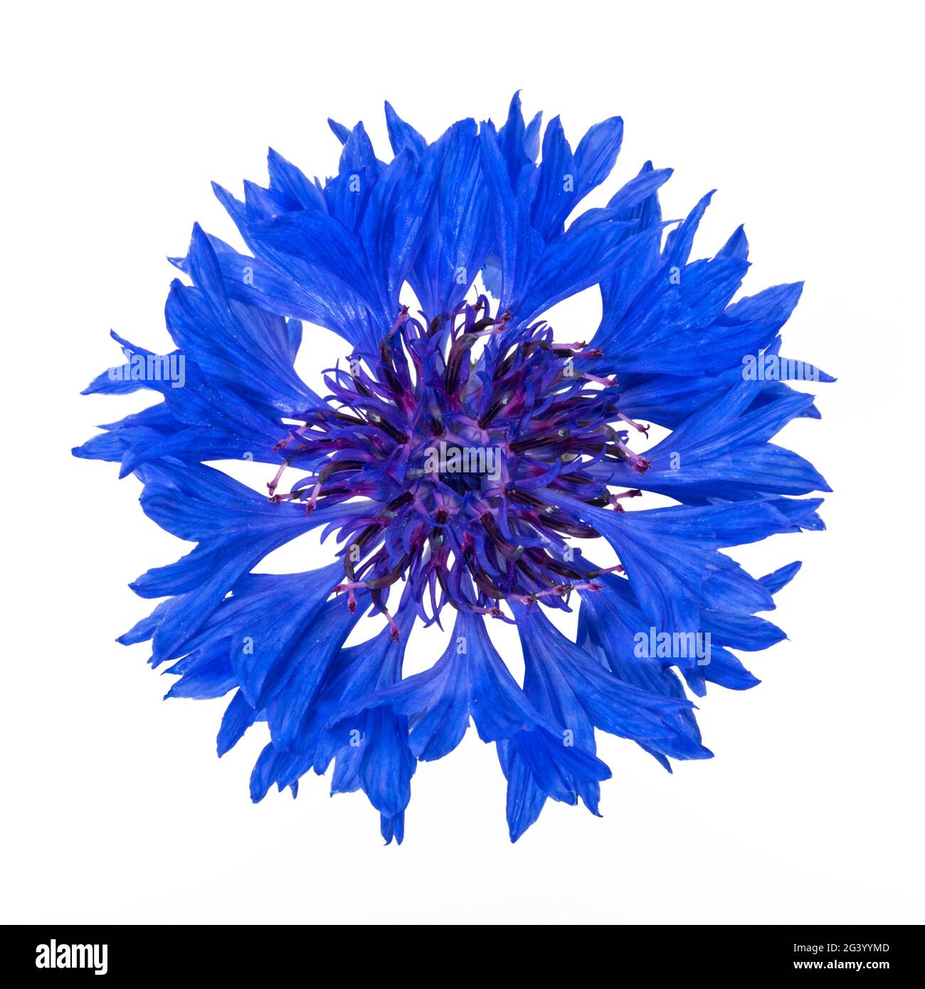 Vibrant blue cornflower blossom top view, isolated on white background Stock Photo