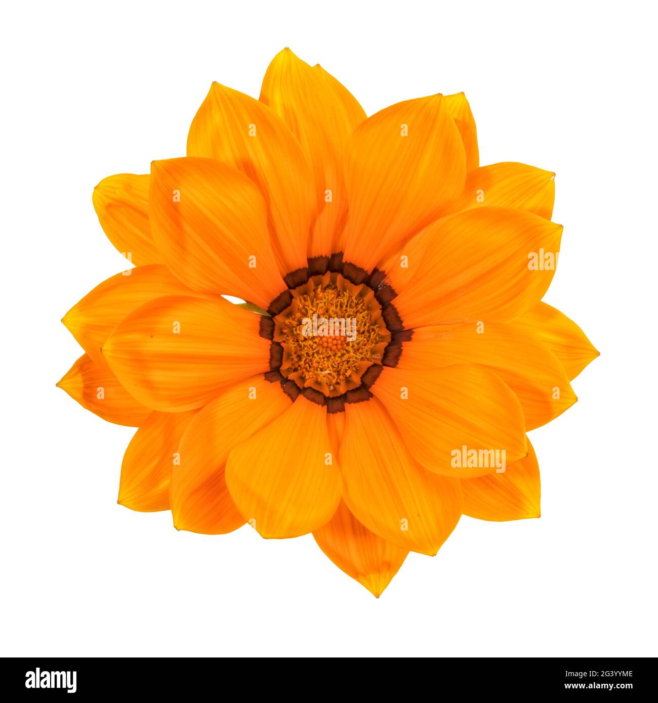 Tangerine colored Gazania flower head closeup, top view, isolated on white background Stock Photo