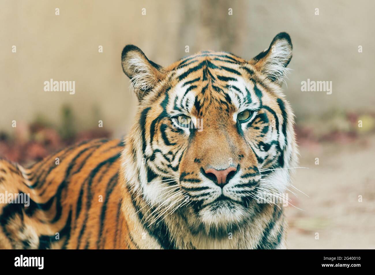 Sumatran Tiger, Panthera tigris sumatrae Stock Photo
