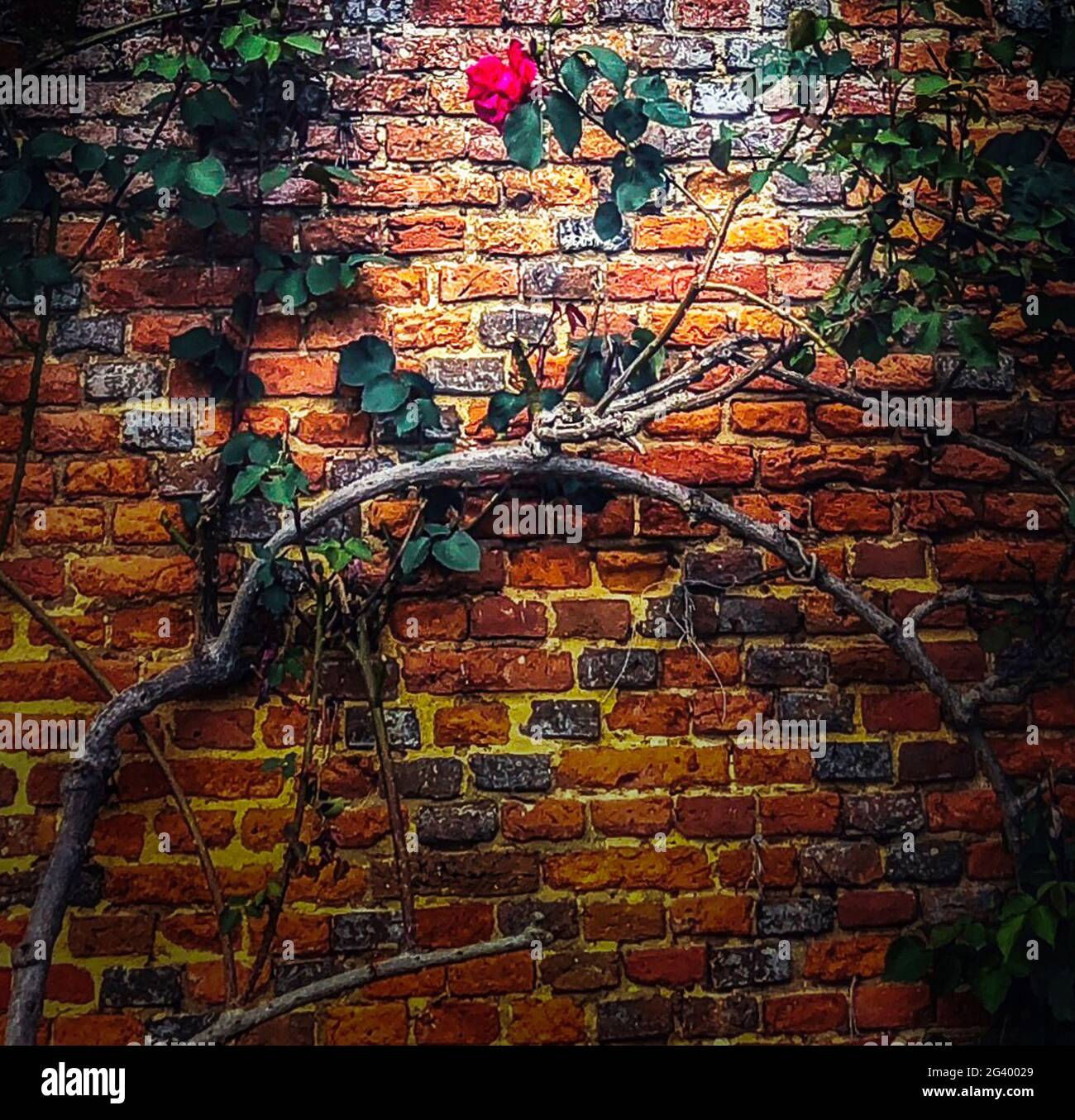 Climbing rose flower hi-res stock photography and images - Alamy