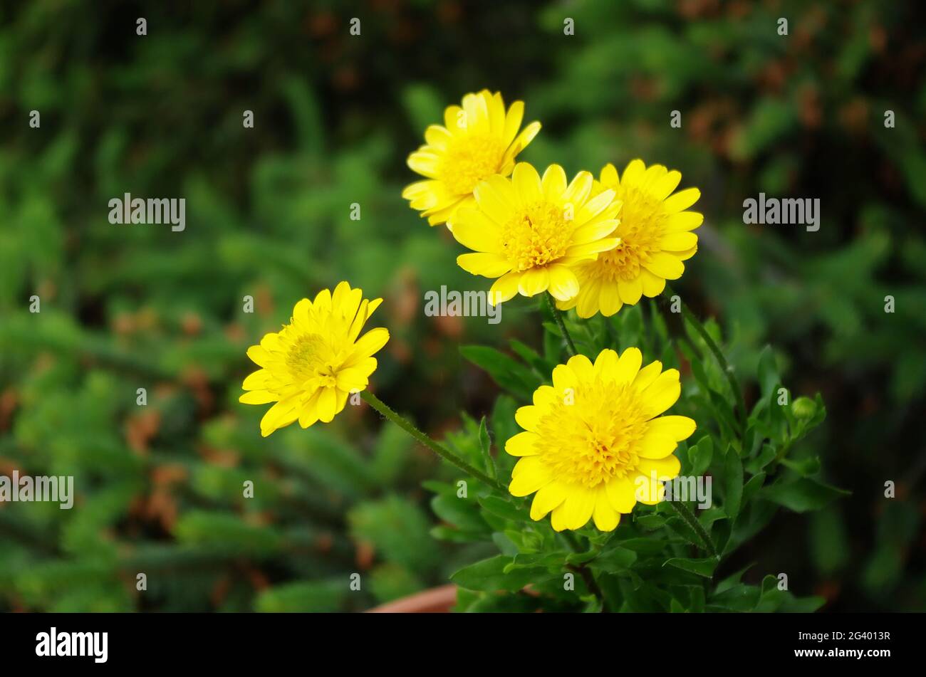Osteospermum flower daisy. Beautiful blooming yellow flowers in the garden. Floral background close up outdoors with green leaves. Stock Photo