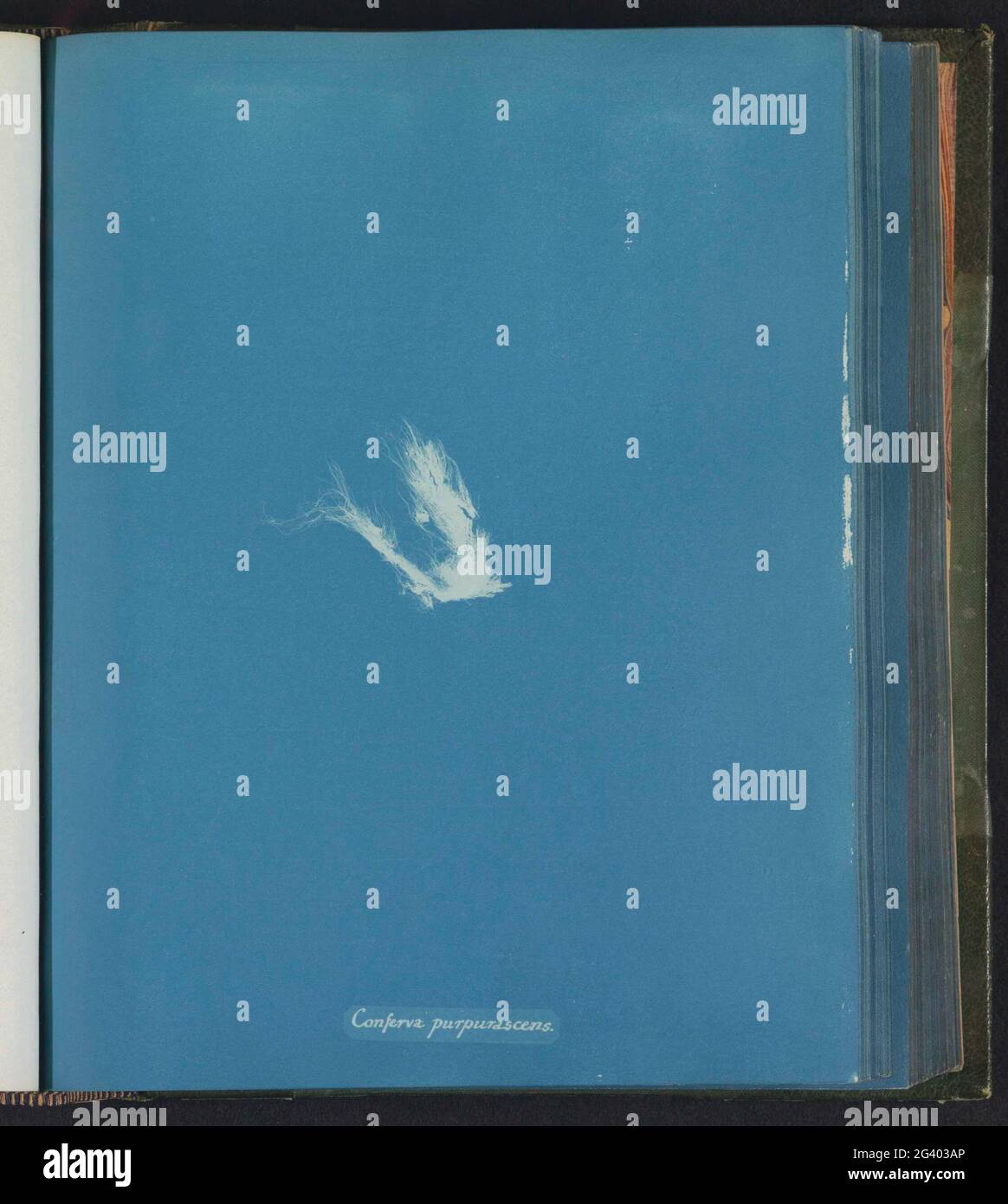 Conferva purpurascens hi-res stock photography and images - Alamy