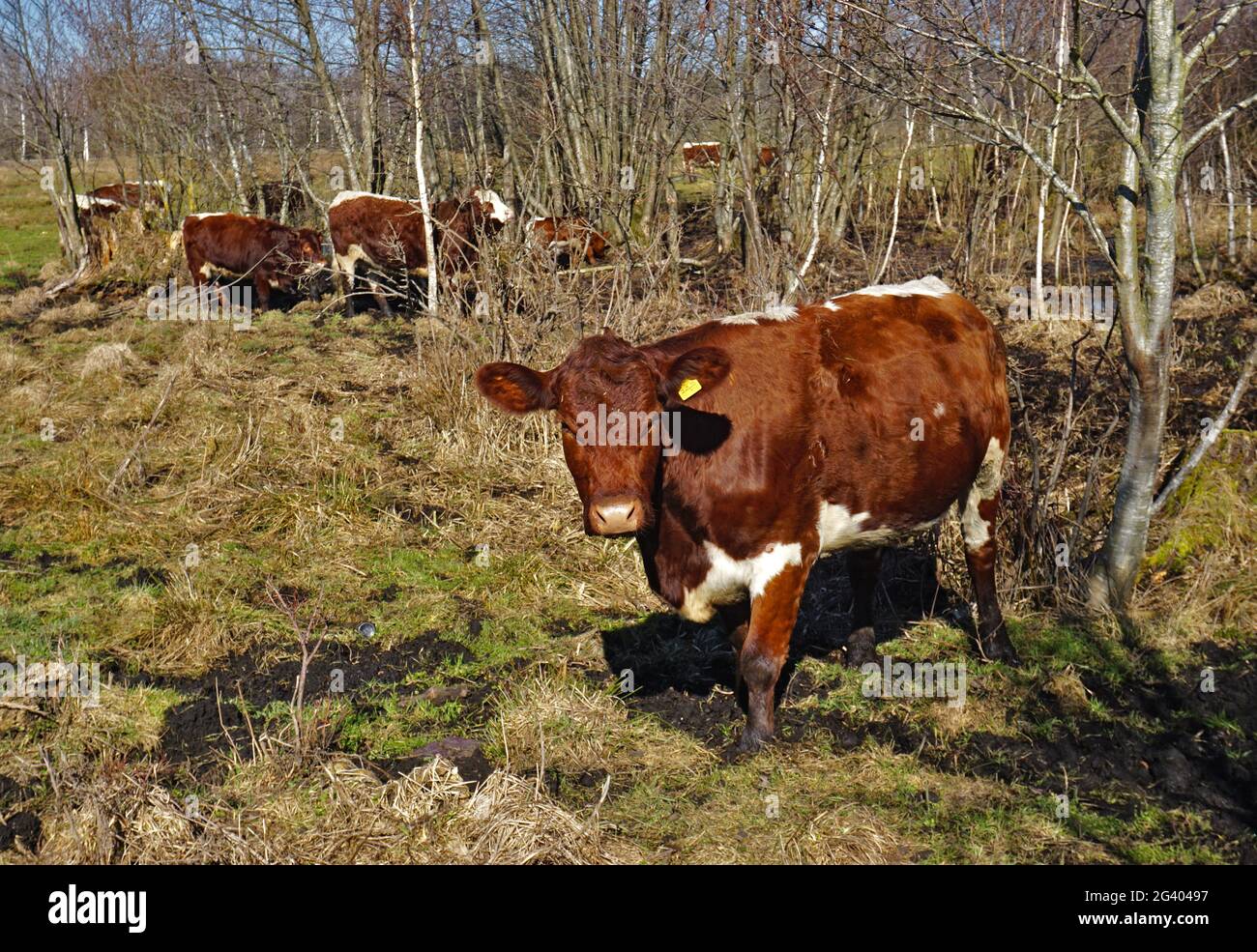 Pinzgau cattle in Pfrunger Ried, Upper Swabia, southern Germany Stock Photo