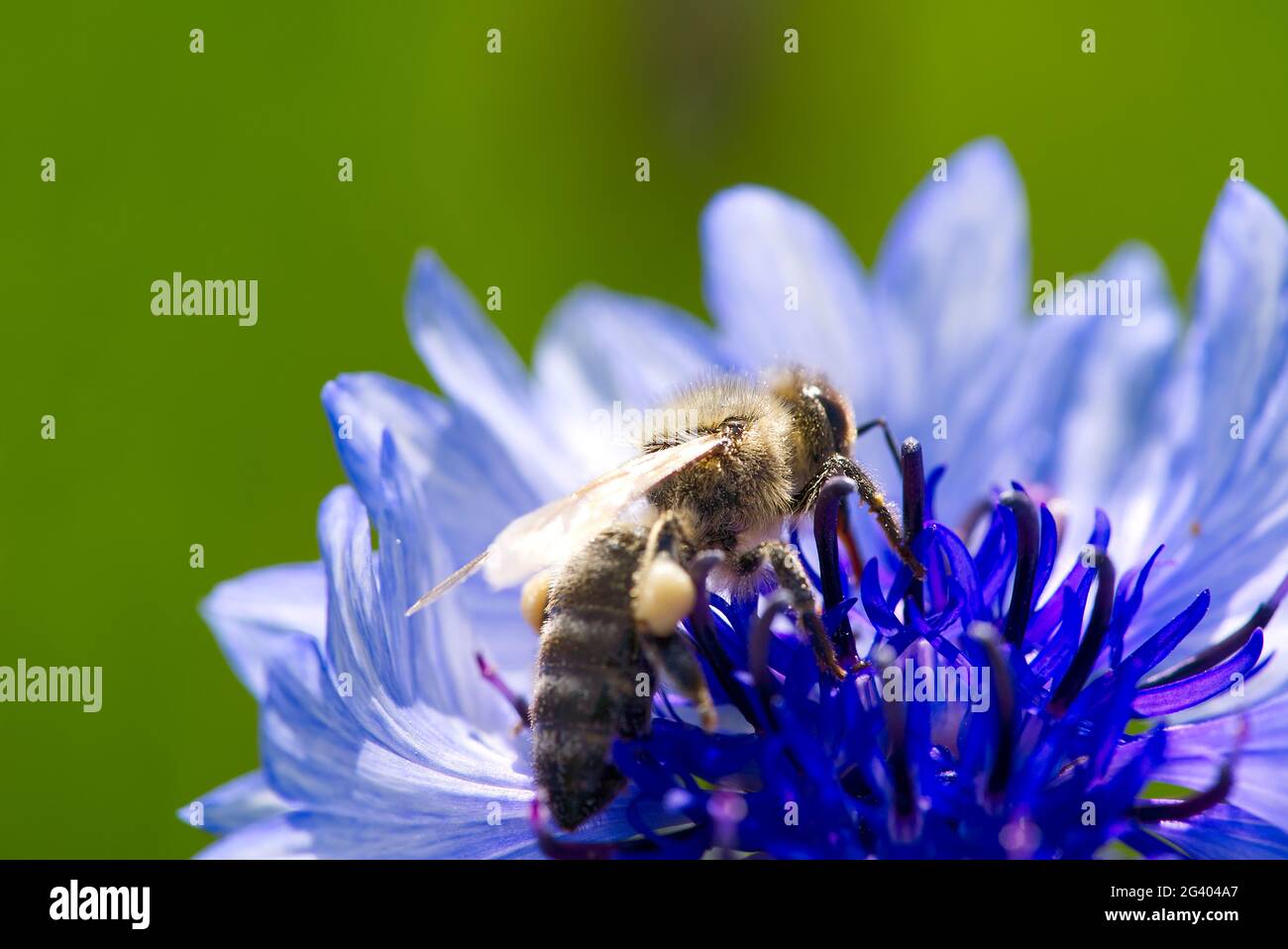 Bee collects pollen from a cornflower. blue cornflower with bee, close up on natural background Stock Photo