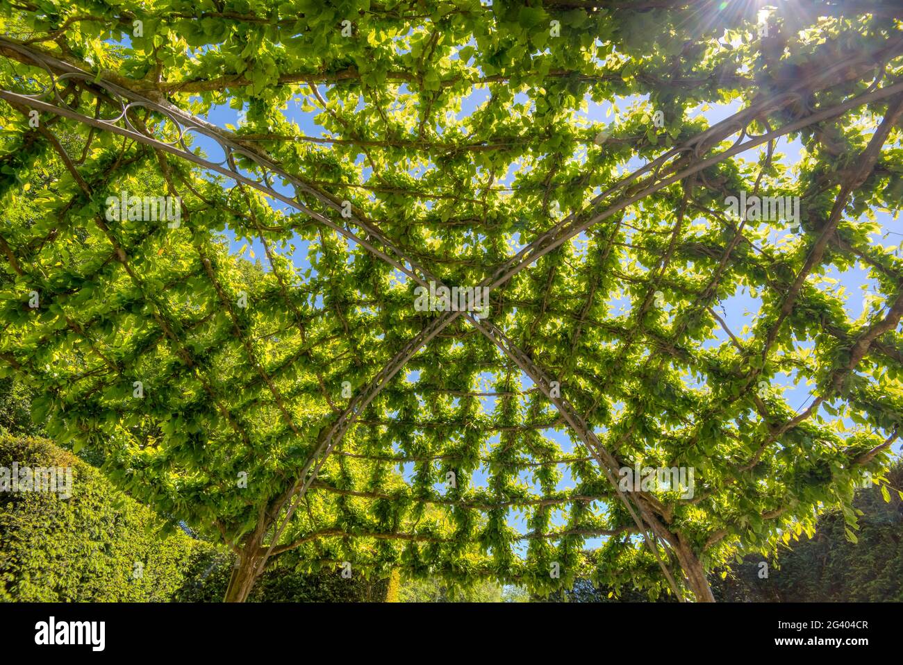 Planted pergola in the gardens at Castle Drogo, Dartmoor, Devon, UK Stock Photo