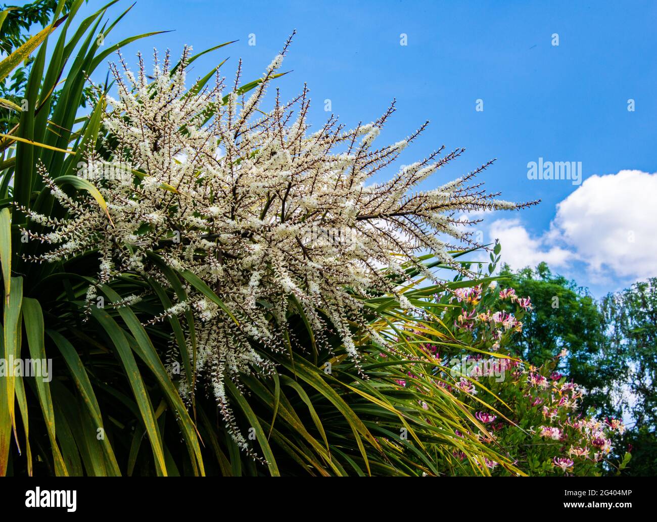 Yukka plant flower stem (variety unknown0 Stock Photo