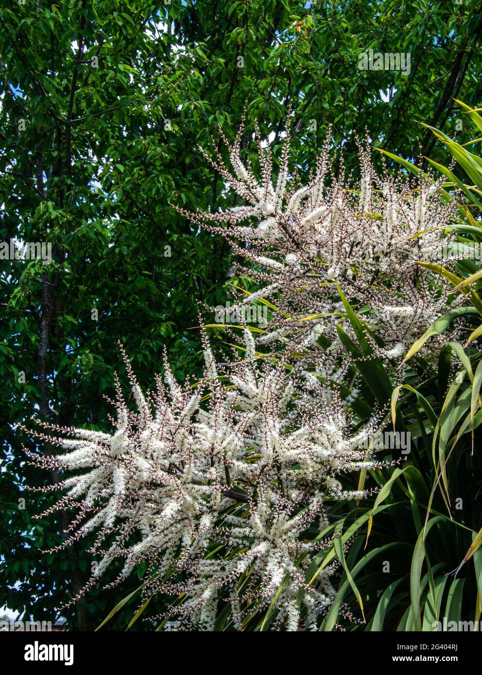 Yukka plant flower stems (variety unknown0 Stock Photo