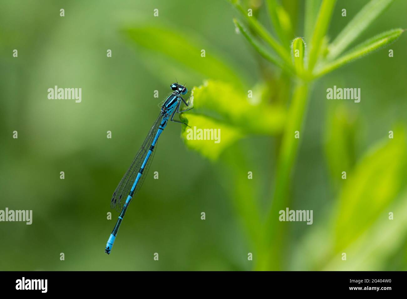 Damselfly common coenagrion (coenagroin puella) blue male with black bands and U shaped marking on segment two of abdomen resting on vegetation Stock Photo
