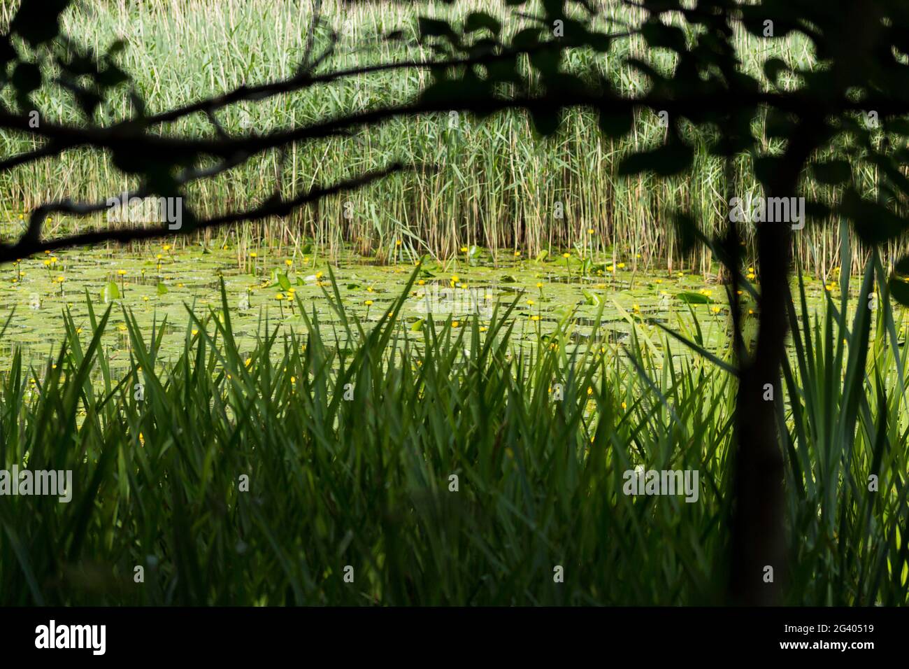 Water Reeds Dark Dark reeds framing hi-res stock photography and images - Alamy