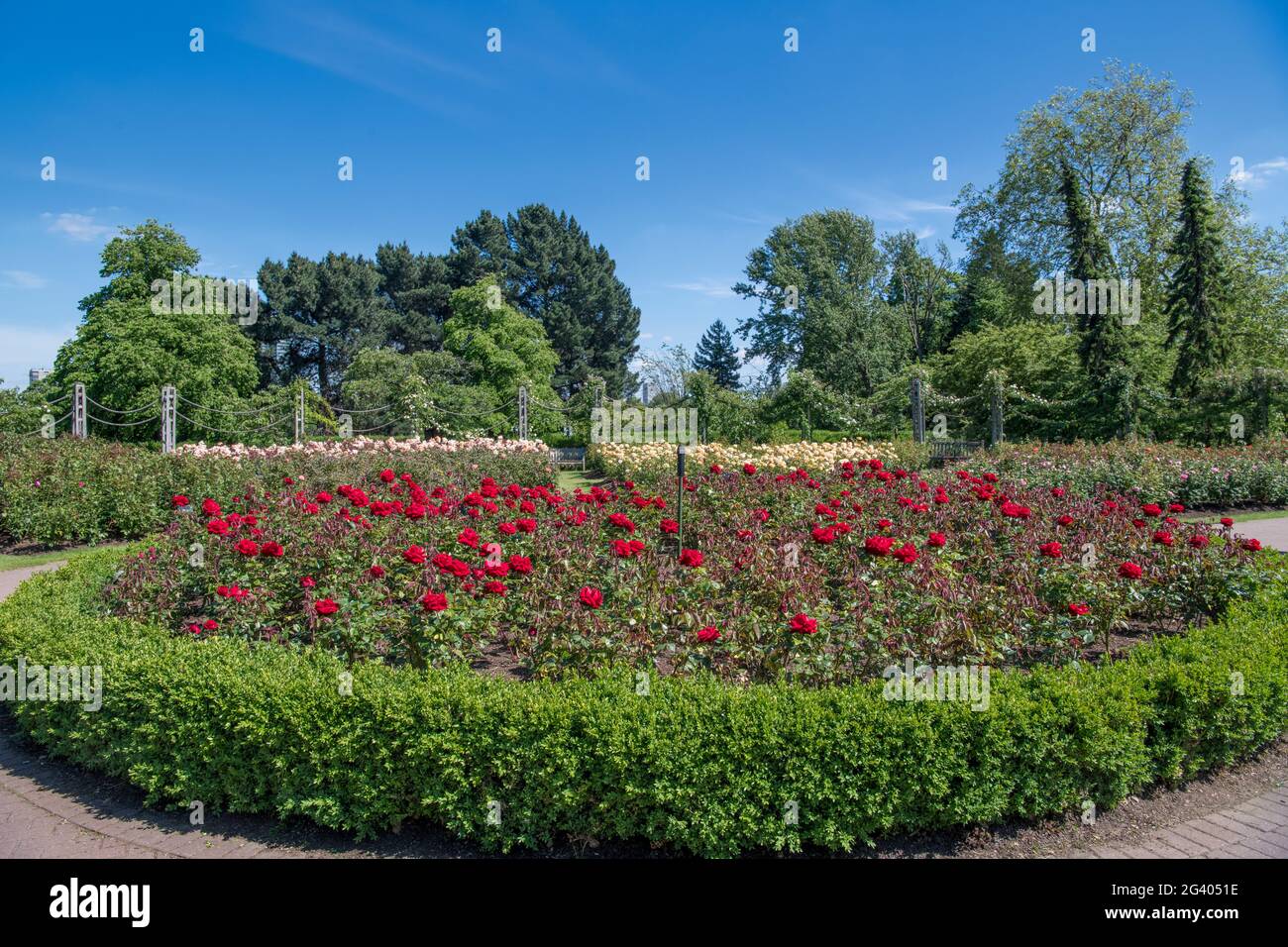 Rose Garden Queen Mary