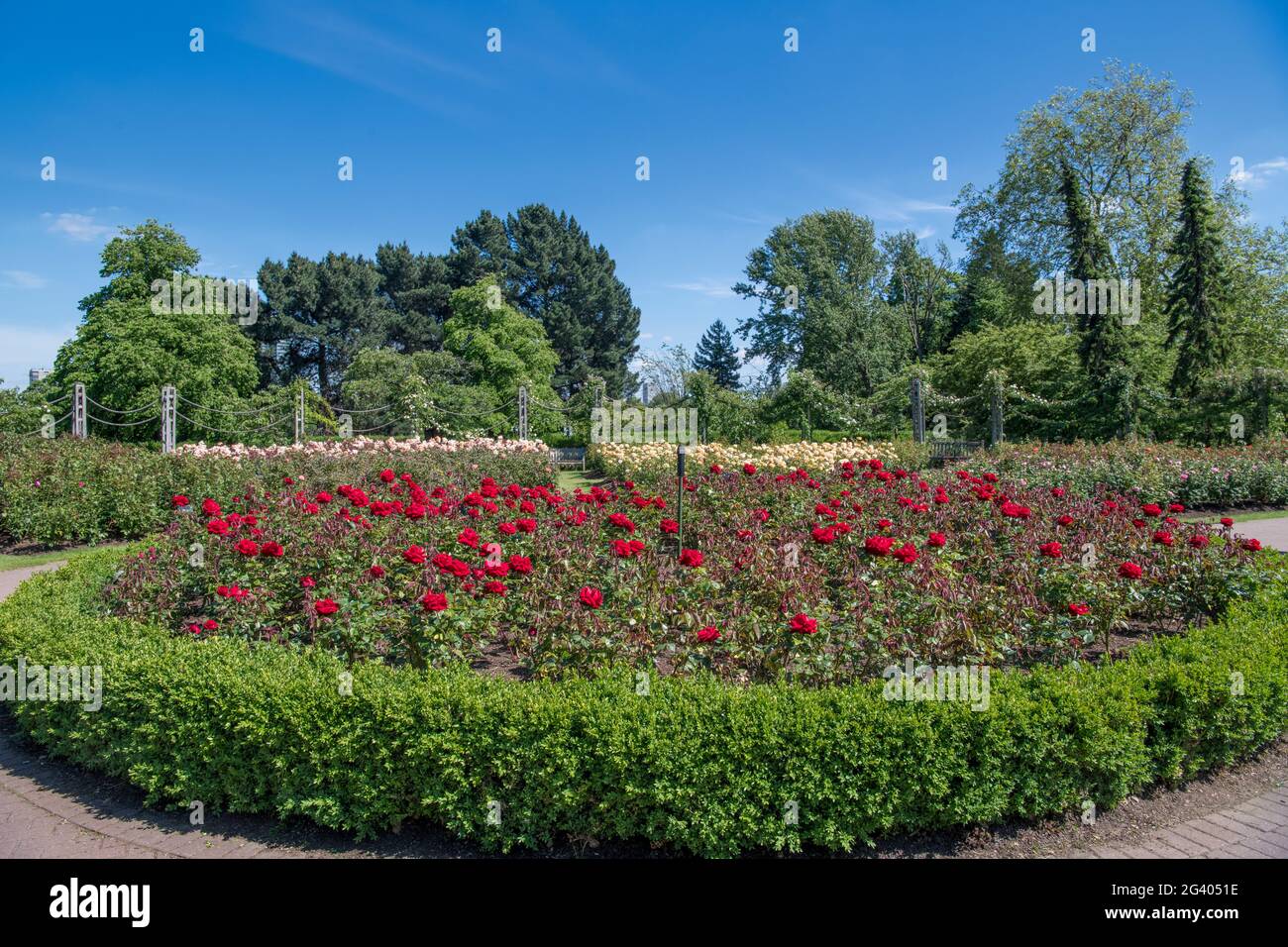 Rose Garden Queen Mary's Garden Regents Park London Stock Photo