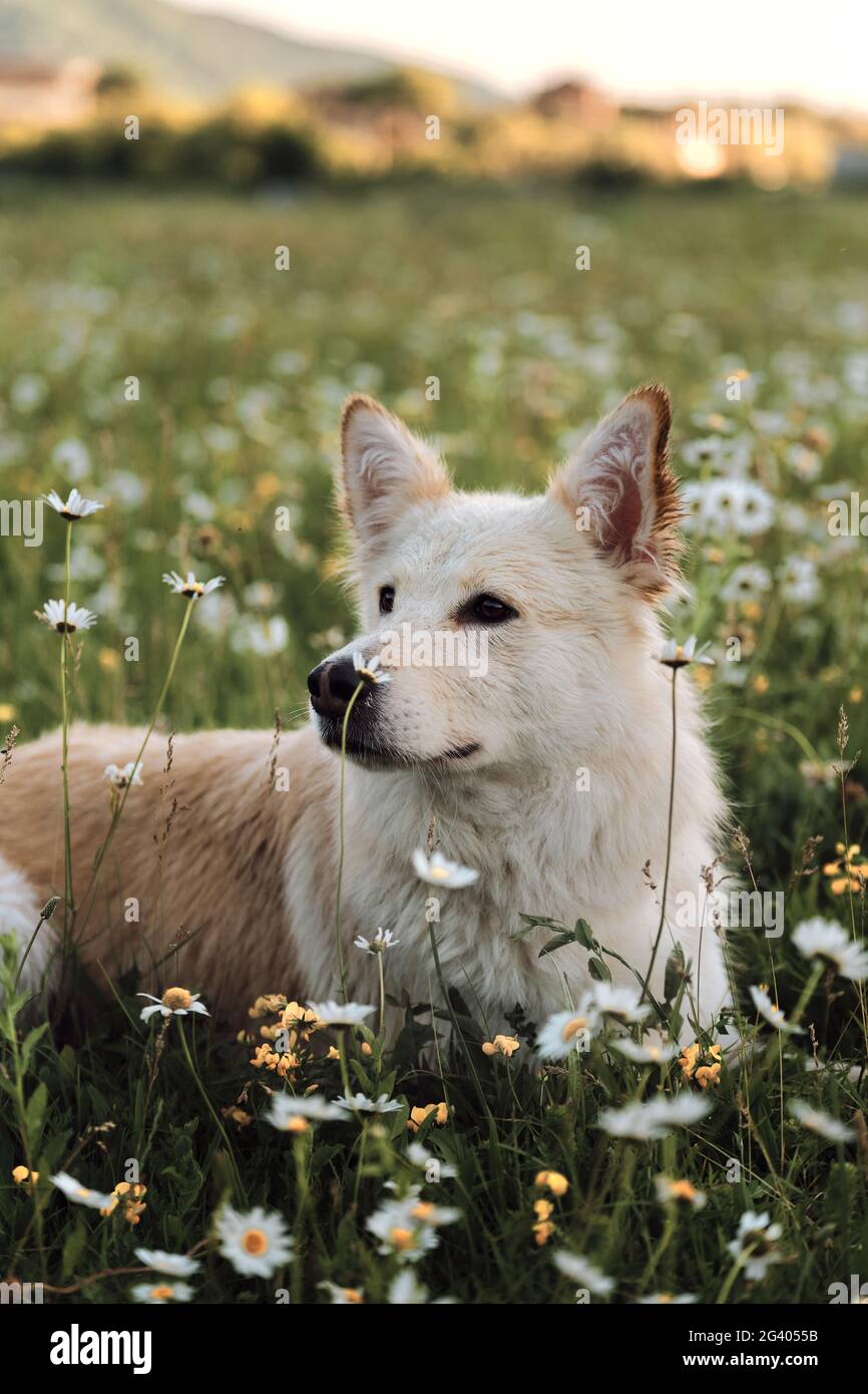 Mestizo white Swiss Shepherd portrait in profile close up on green blurred background. Charming non pedigreed dog lies in chamomile field and stares i Stock Photo