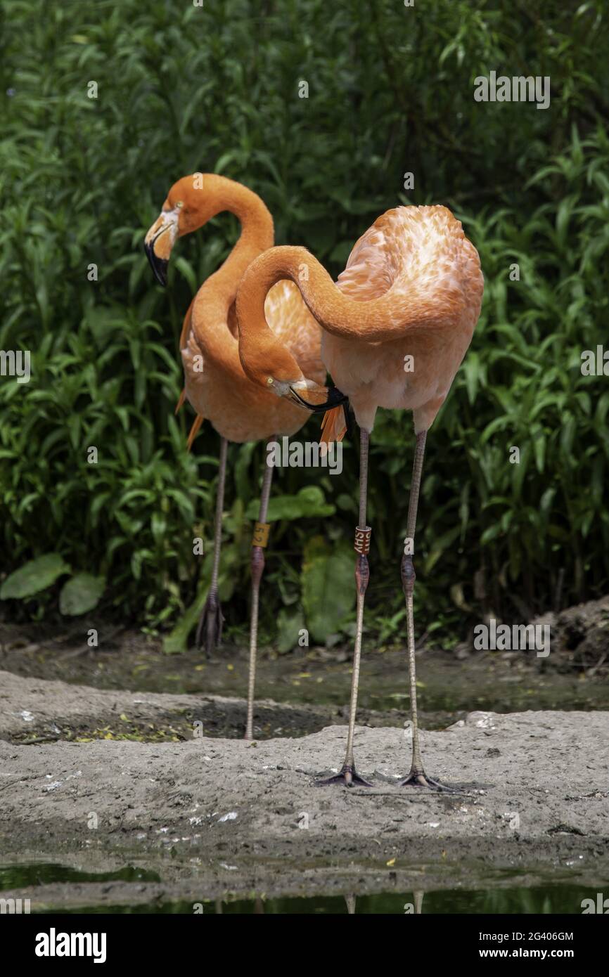 Vertical shot of flamingos in ZSL Whipsnade Zoo near Dunstable in Bedfordshire, England Stock Photo