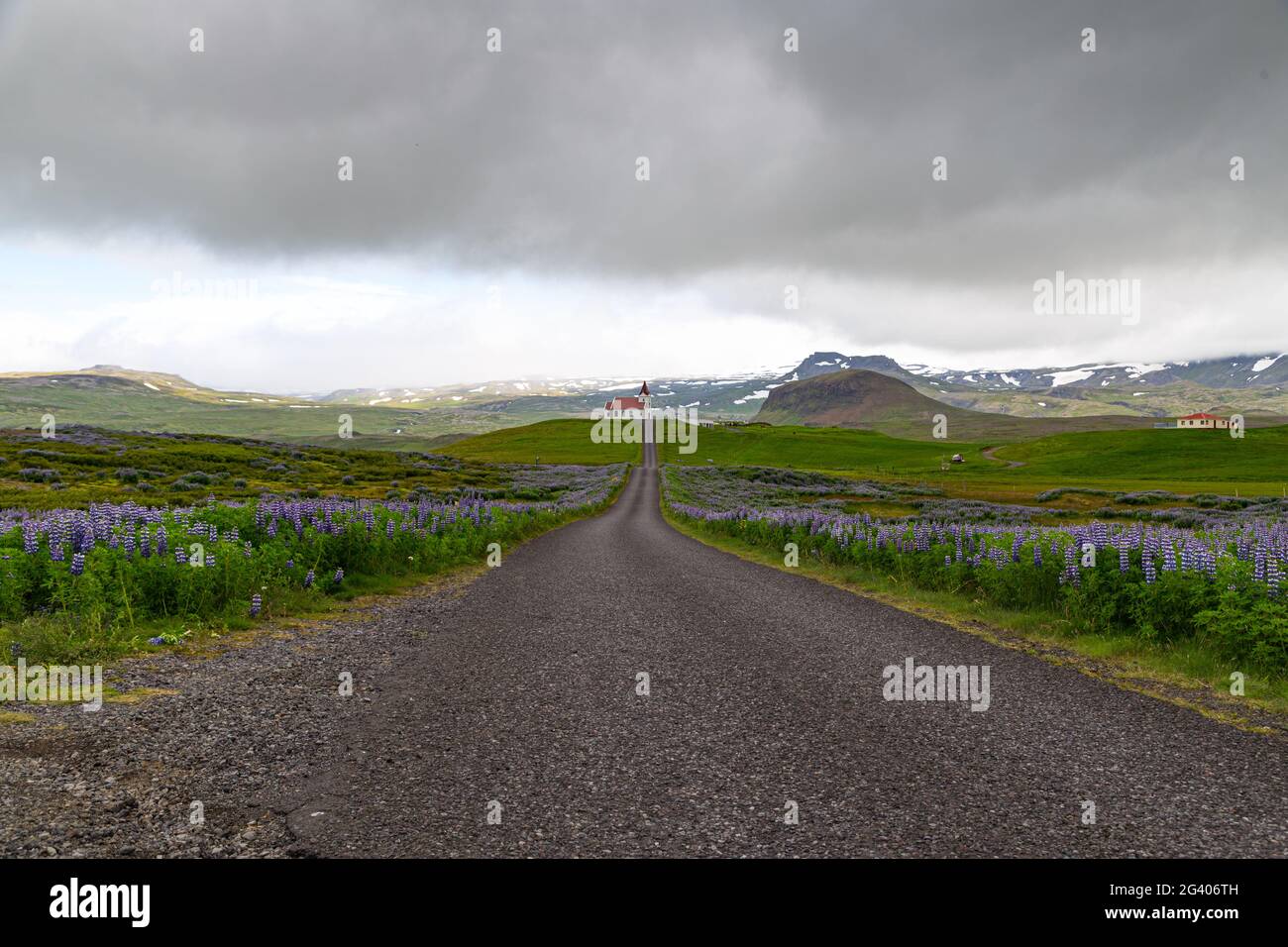 Church at the end of a street and lupine fields in Iceland Stock Photo