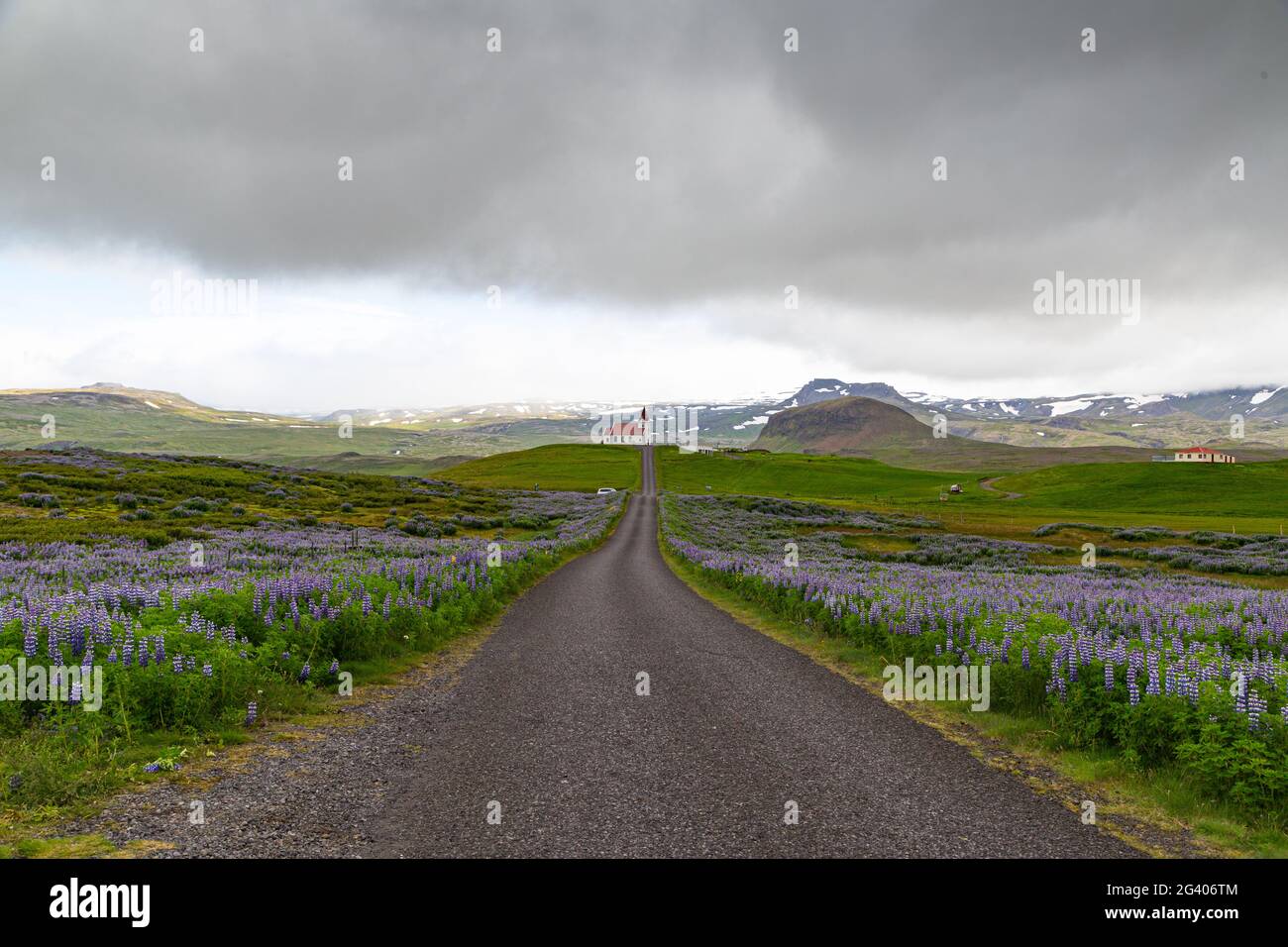 Church at the end of a street and lupine fields in Iceland Stock Photo
