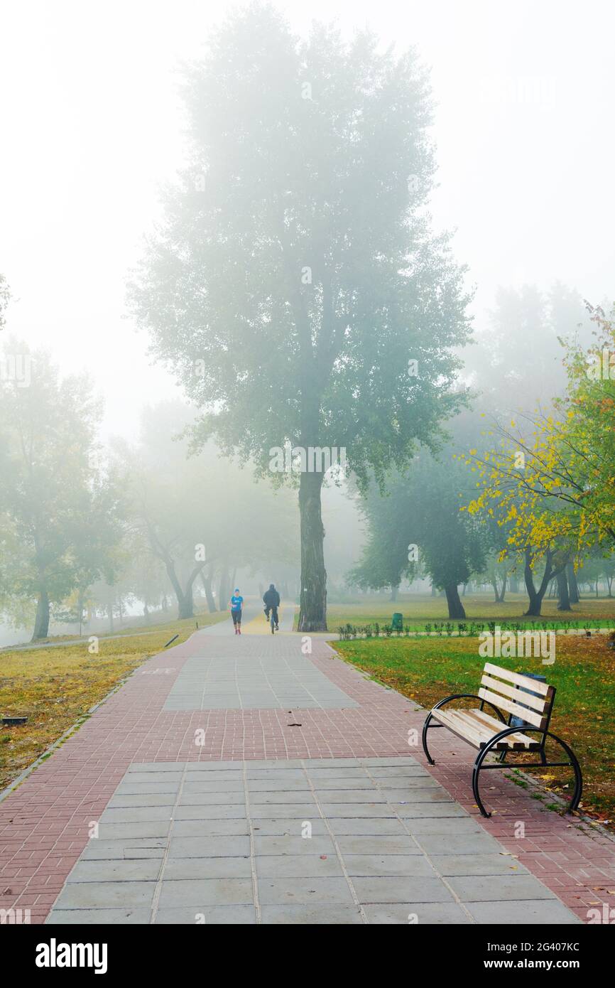 Park alley in the fog Stock Photo