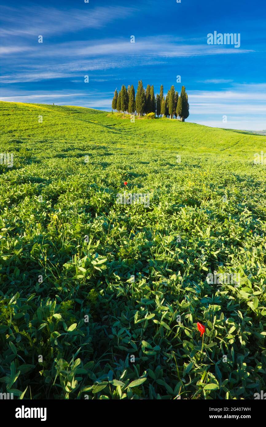 Cluster of Cypress Trees, Val D'orcia, Tuscany, Italy Stock Photo