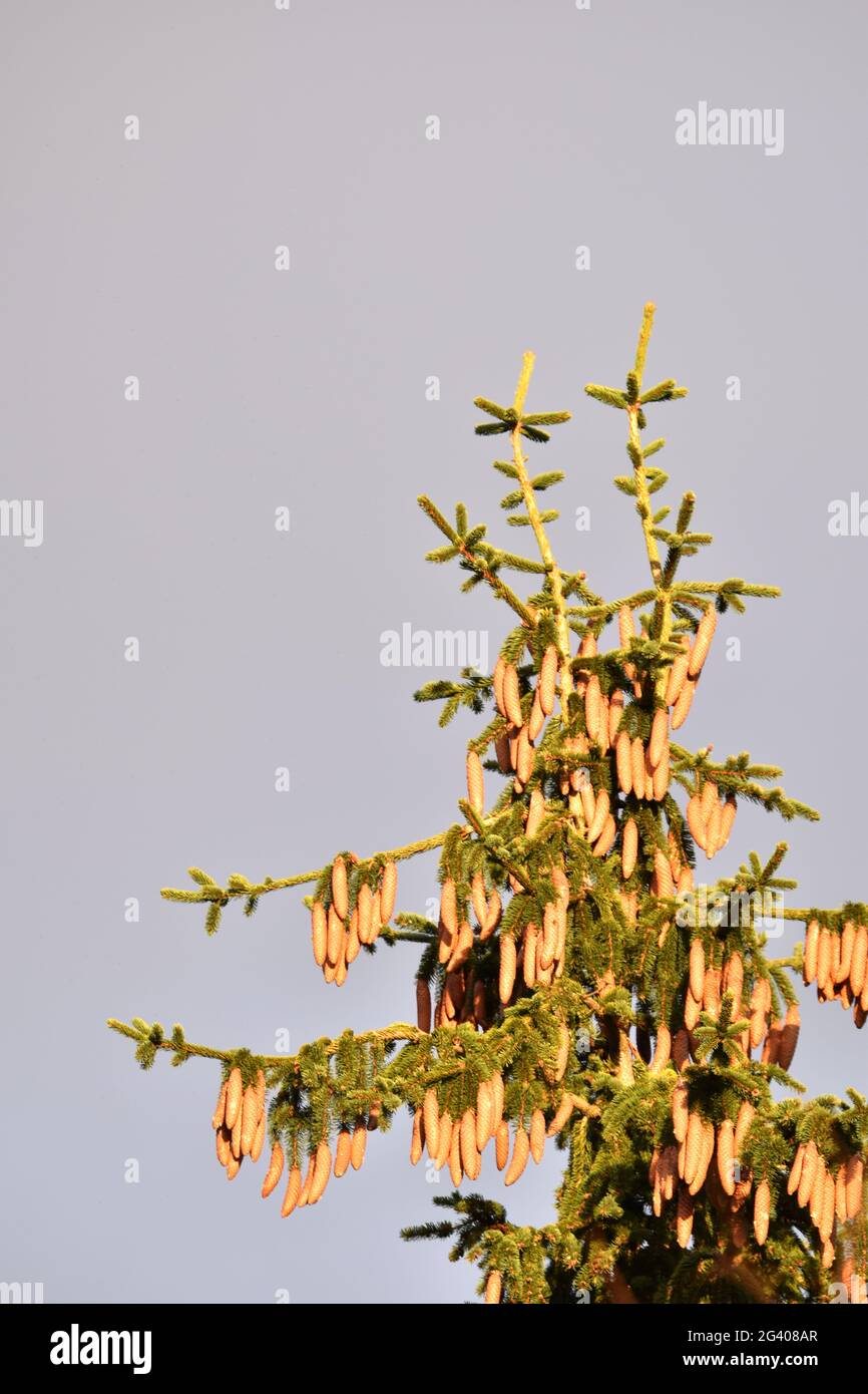 Spruce cones Stock Photo