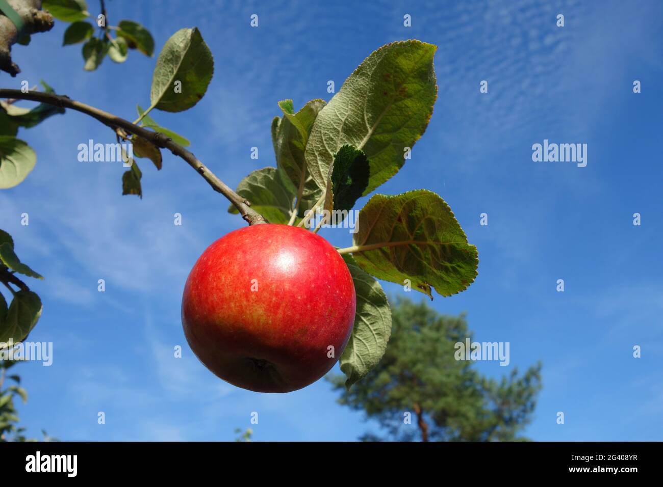 Red Elstar apple Stock Photo