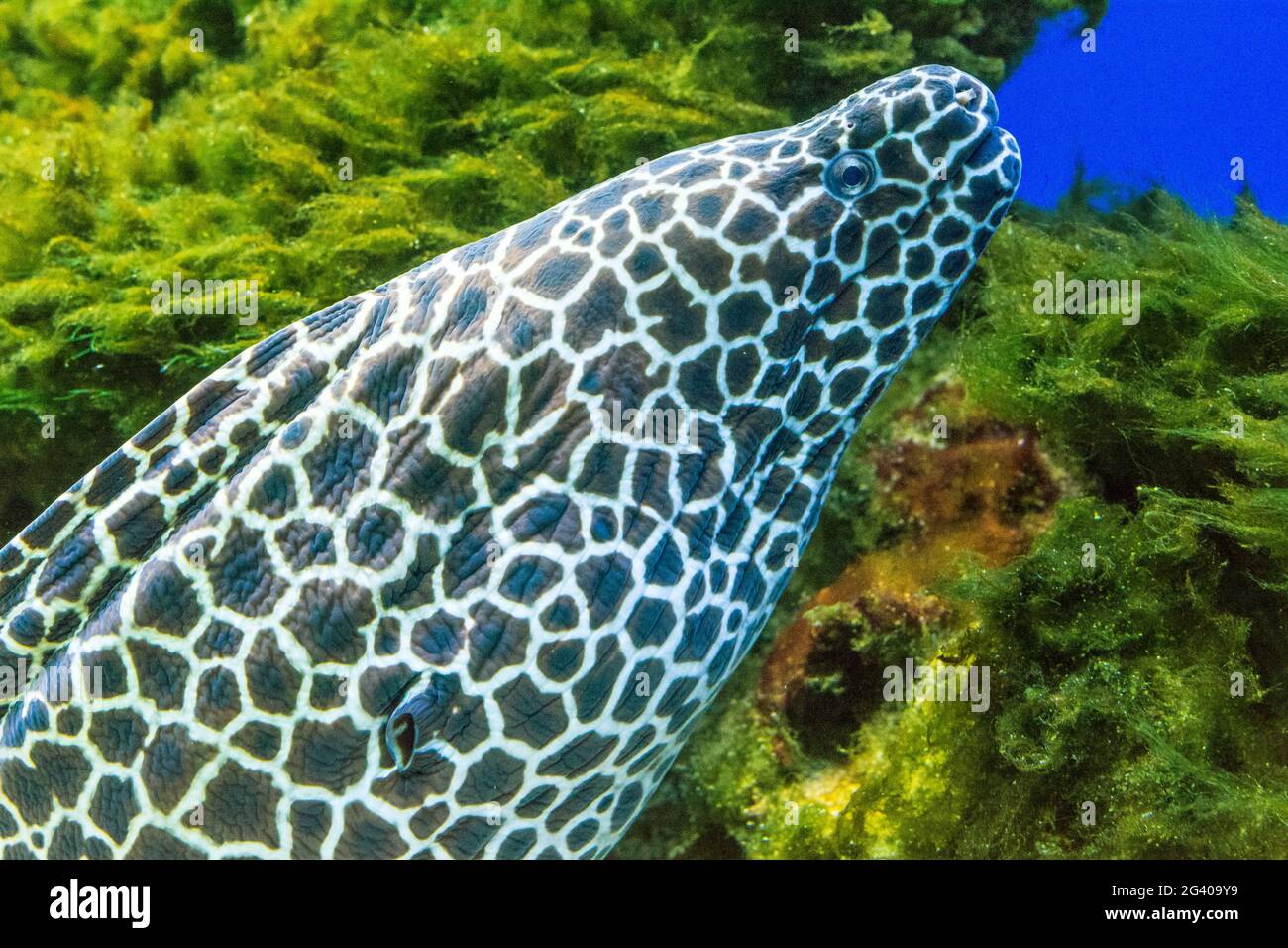 Laced / leopard moray in Indian ocean during a scuba dive Stock Photo